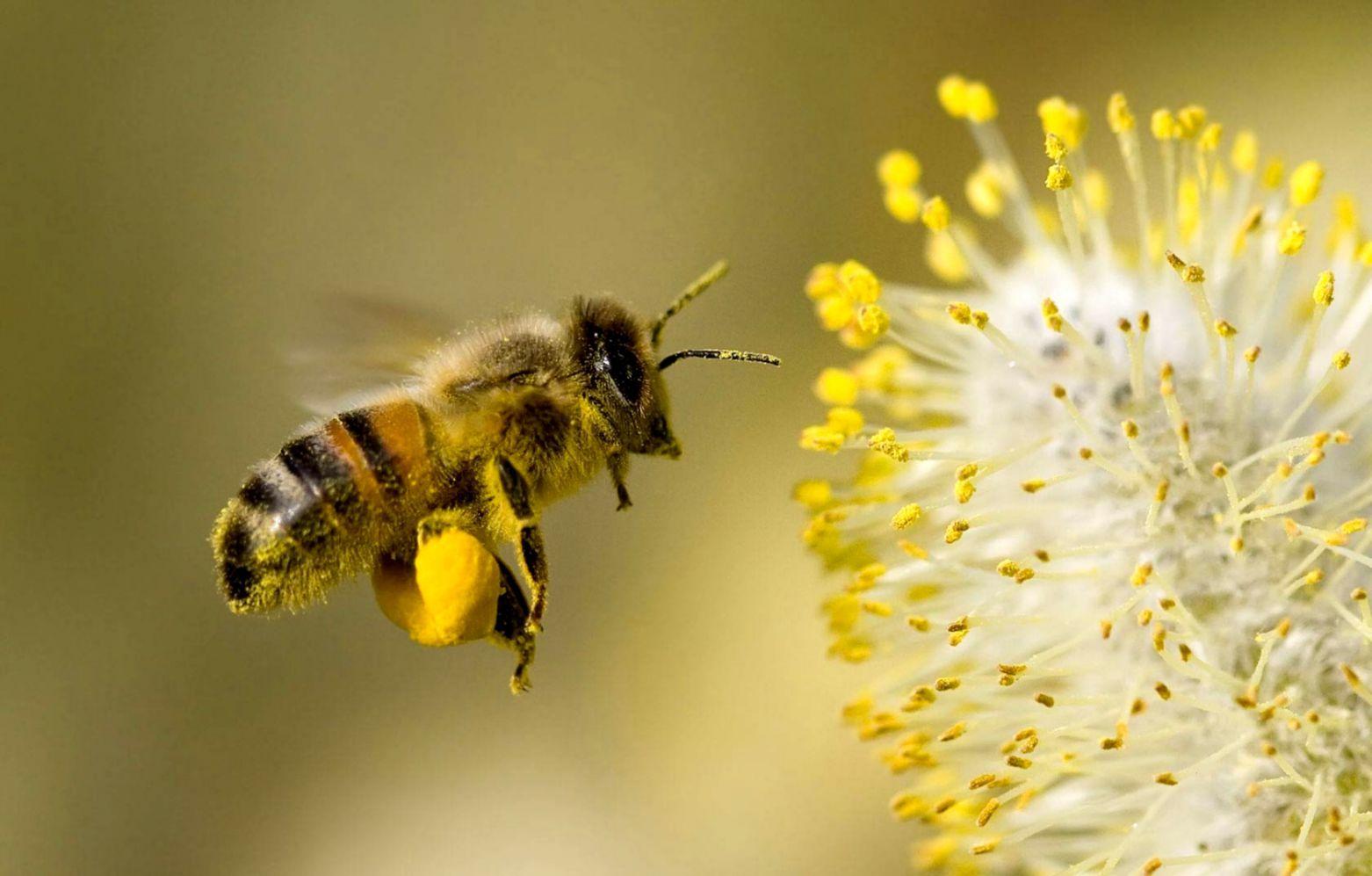 1562x997 Bee HD Wallpaper