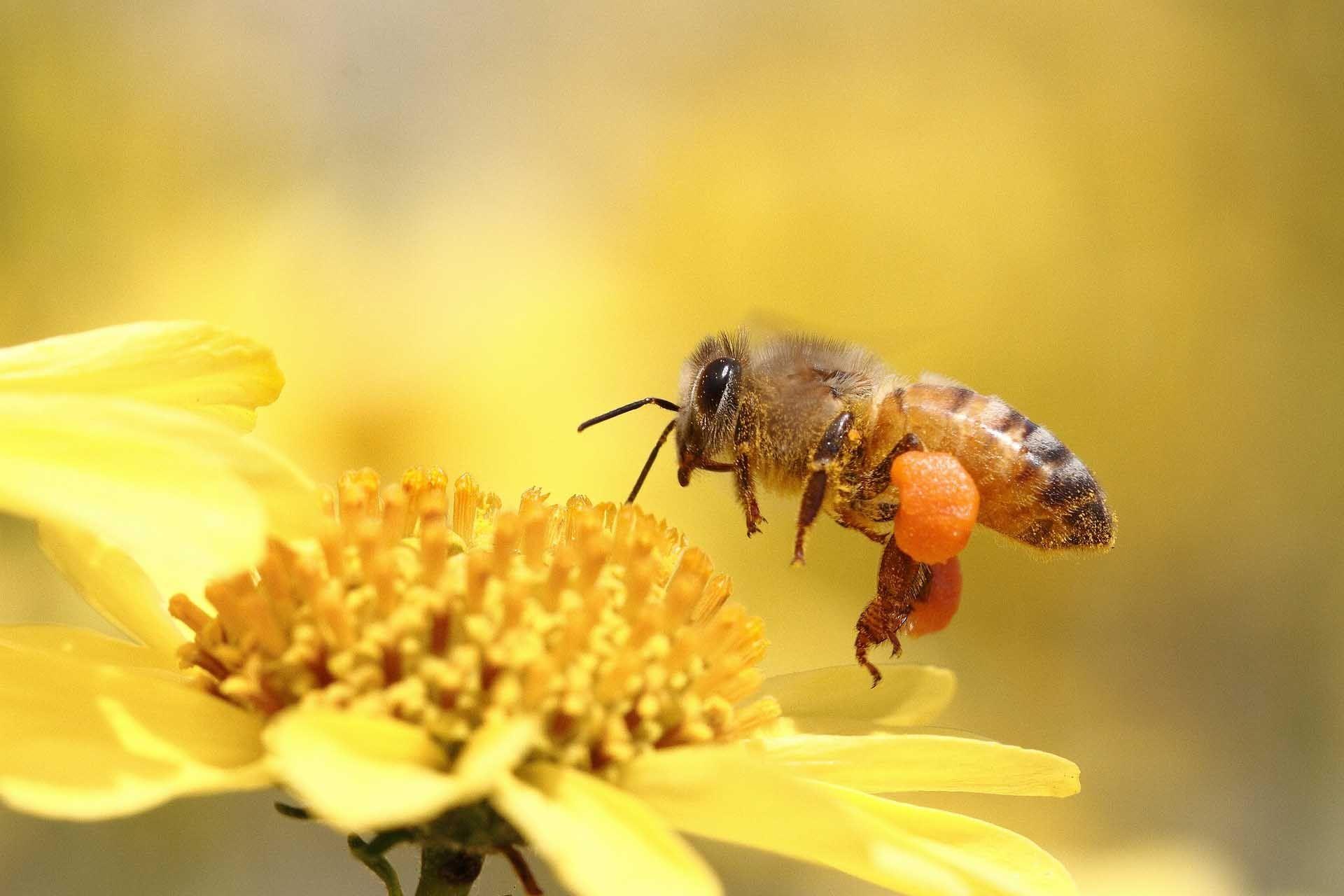 1920x1280 Honey Bee HD wallpaper 2