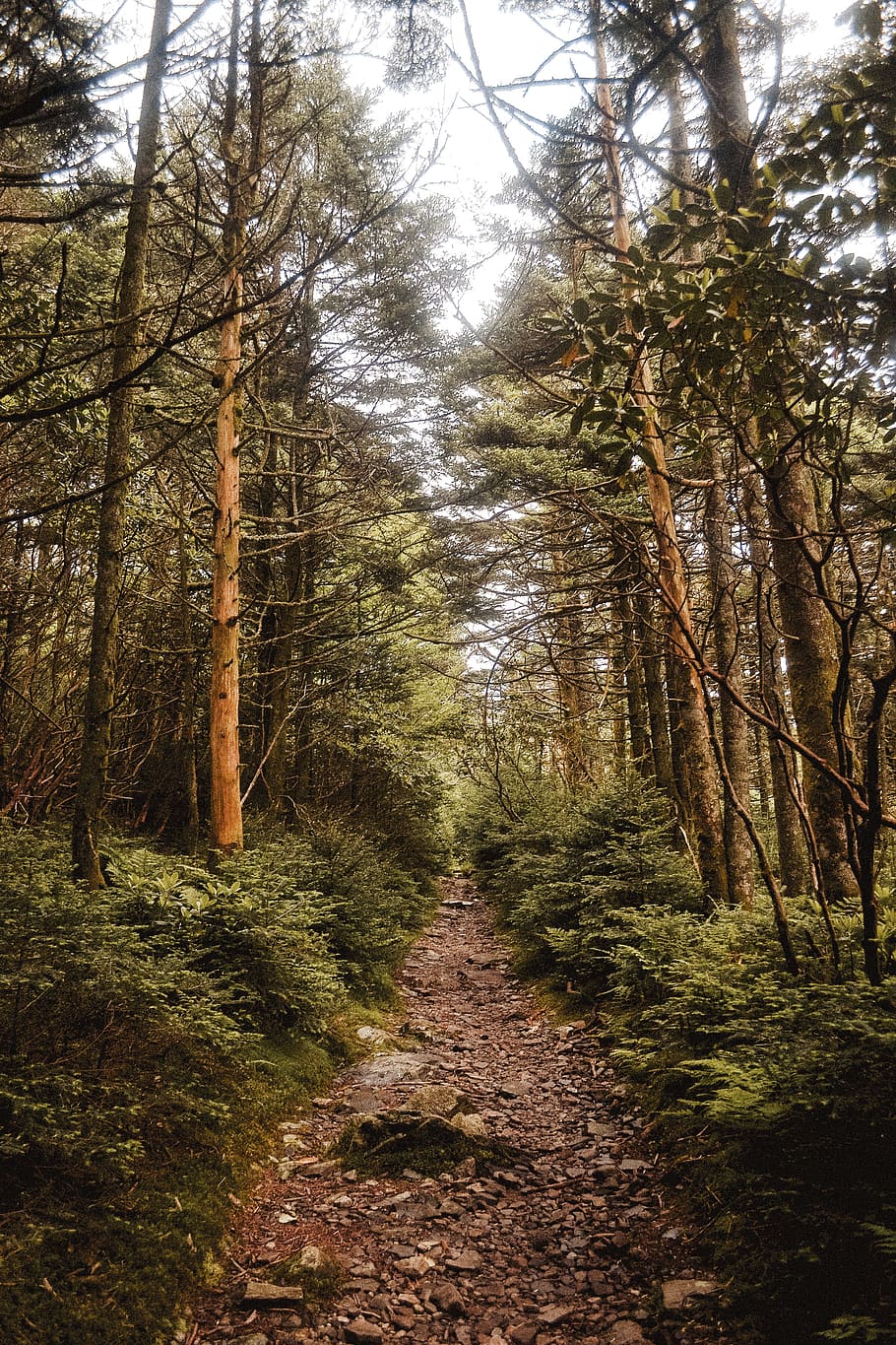 910x1365 Appalachian trail 1080P, 2K, 4K, 5K HD wallpaper free download