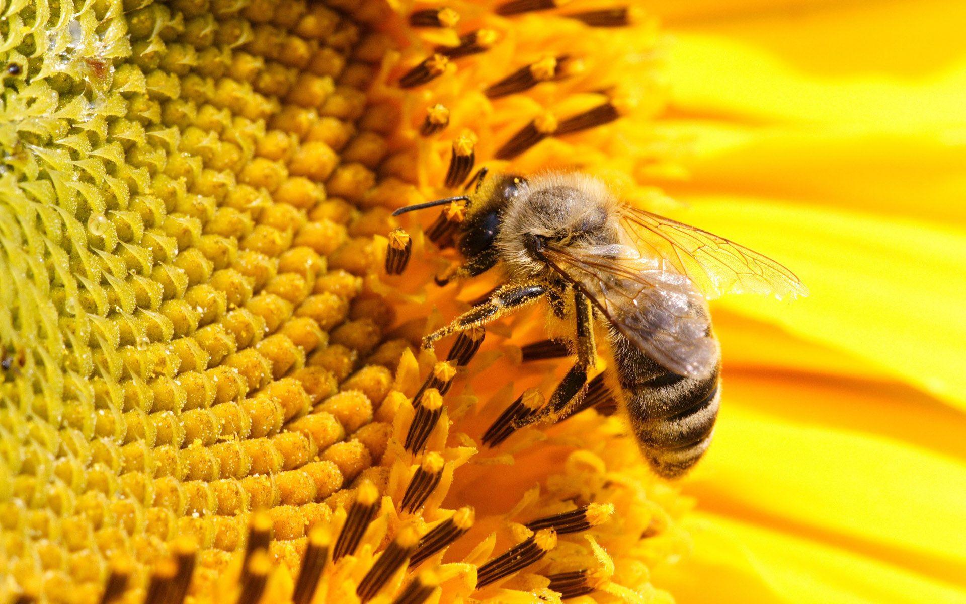 1920x1200 Bee Wallpaper HD #ND9O2KG