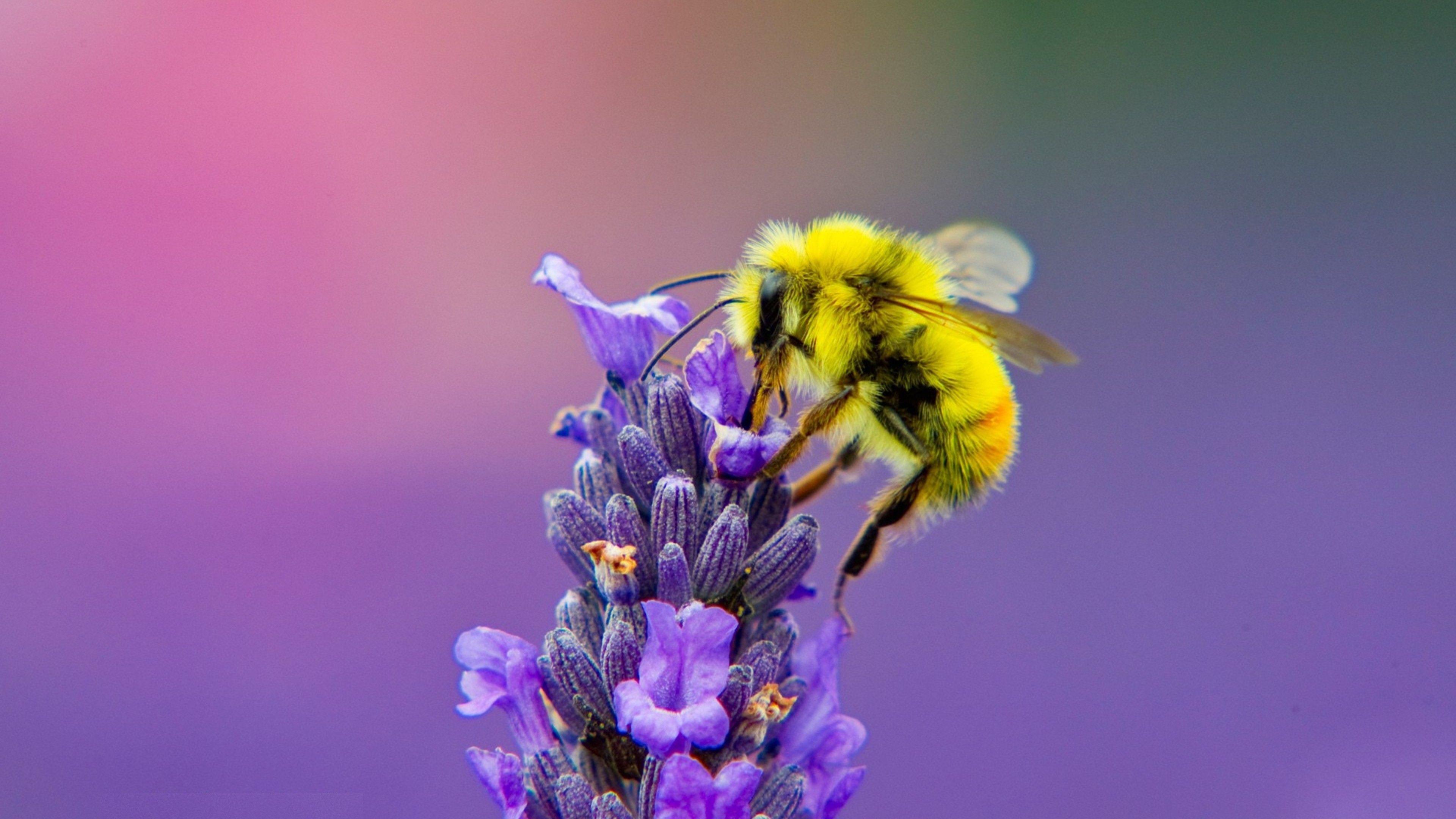 3840x2160 Yellow Honey Bee on Lavender 4K Photo