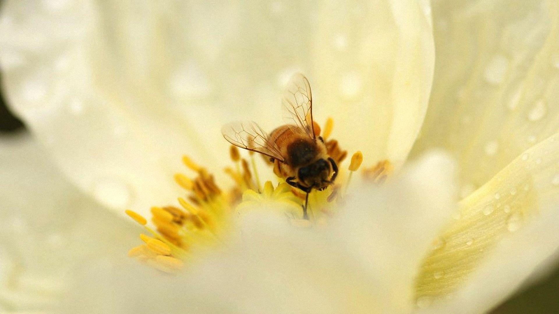 1920x1080 Bee Desktop Wallpaper