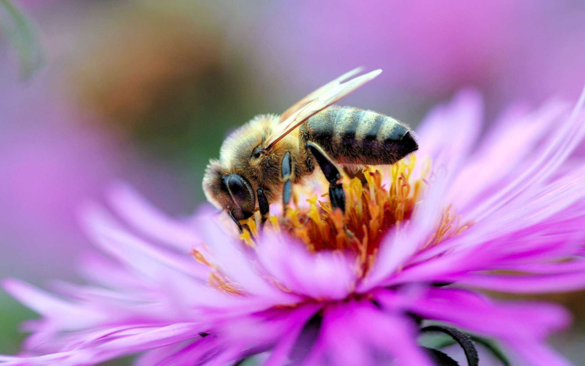 1920x1200 Bee HD wallpaper