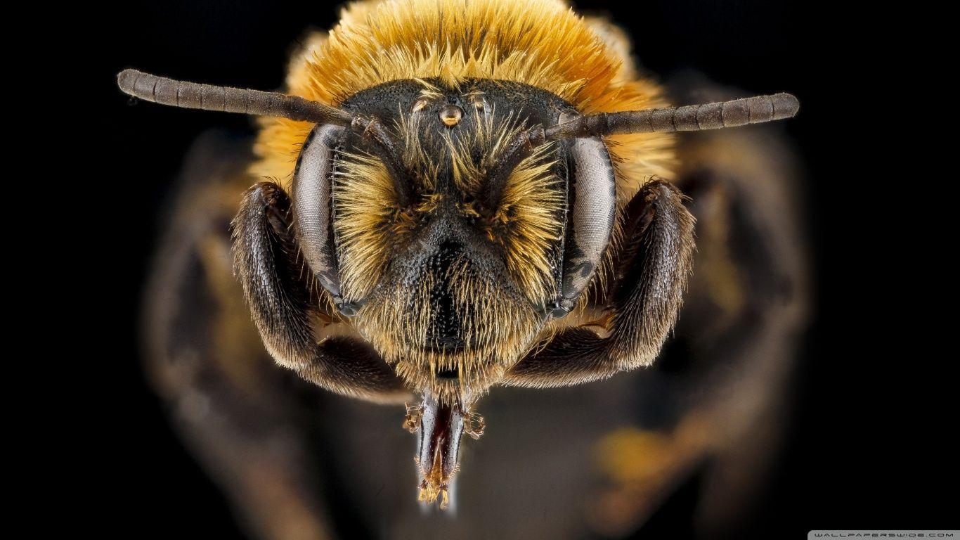 1366x768 Bee Close Up HD Wallpaper