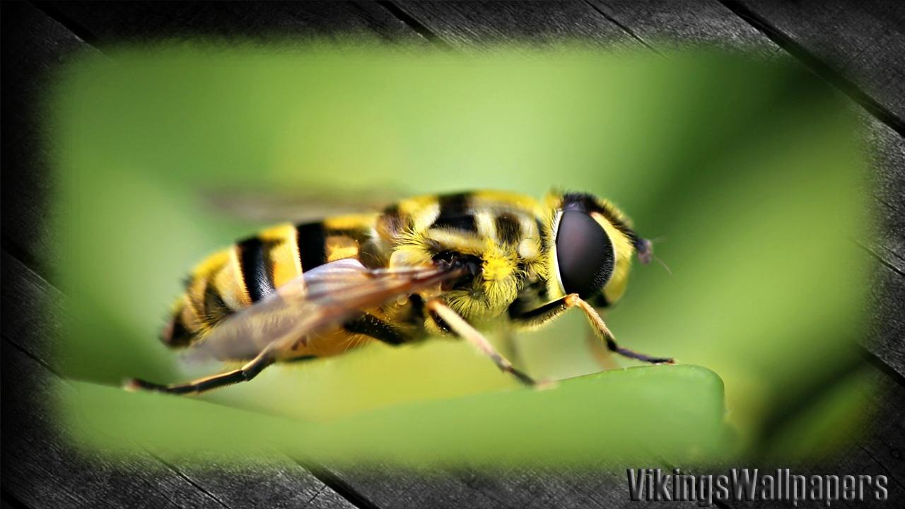 1280x720 Bee Wallpaper for Android
