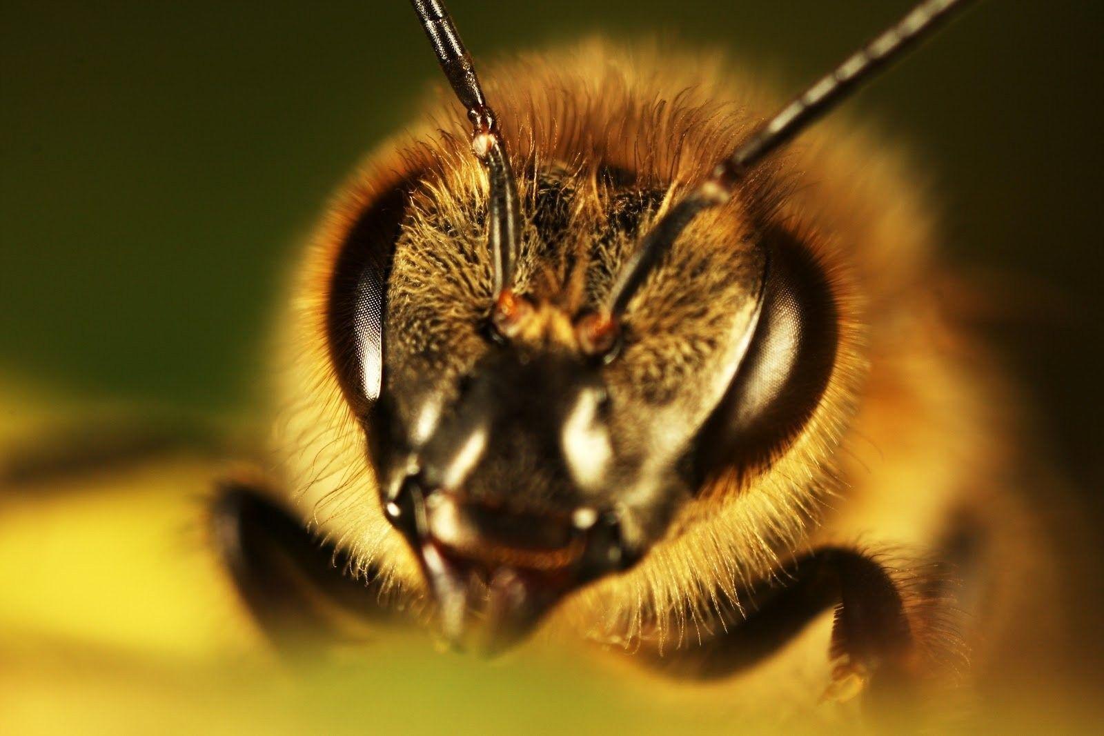 1600x1067 Display, Stock Image, Insect, smart Phone, Mac Wallpaper