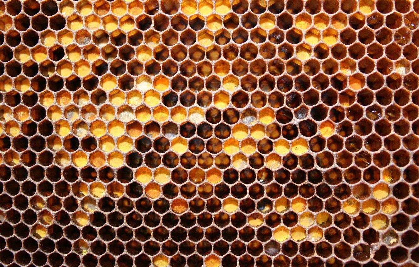 1332x850 Wallpaper honey, pattern, Honeycomb, bees image for desktop