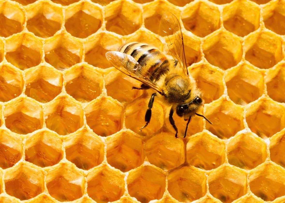 Honeycomb Wallpapers - Top Free Honeycomb Backgrounds - WallpaperAccess