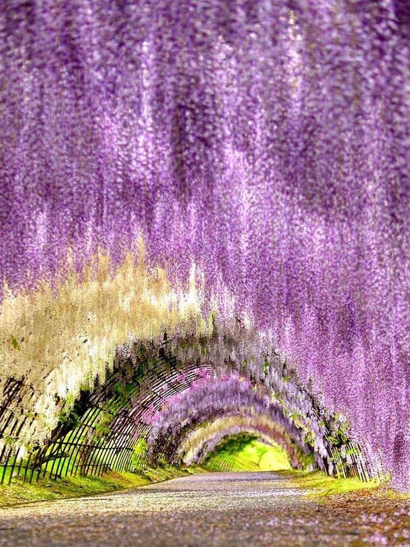 809x1080 Kawachi Wisteria Garden, Kitakyushu, Fukuoka, Japan