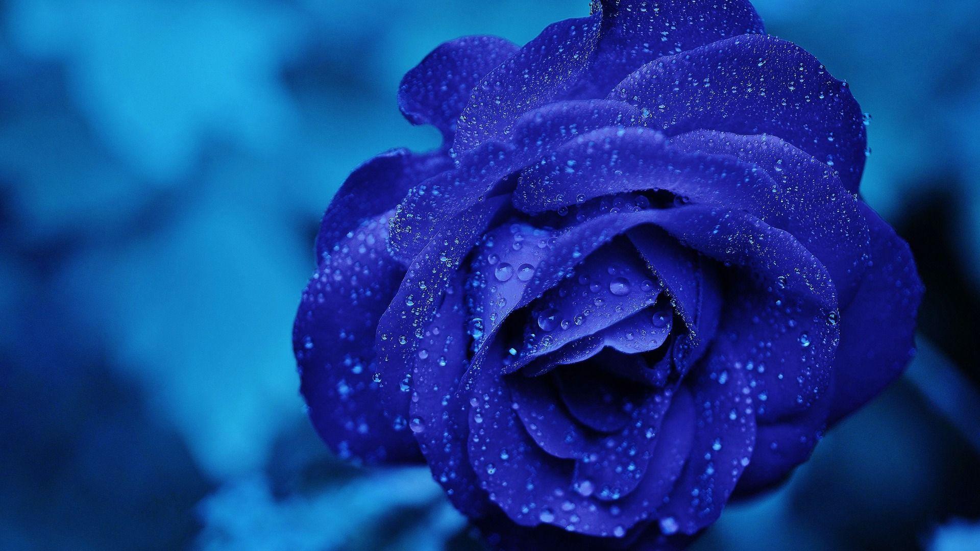 1920x1080 Blue Rose 4k Laptop Full HD 1080P HD 4k Wallpaper