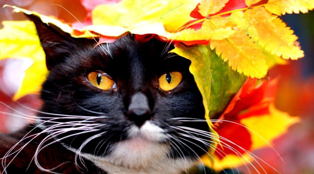 Black cat  Red autumn fall cats HD wallpaper  Pxfuel