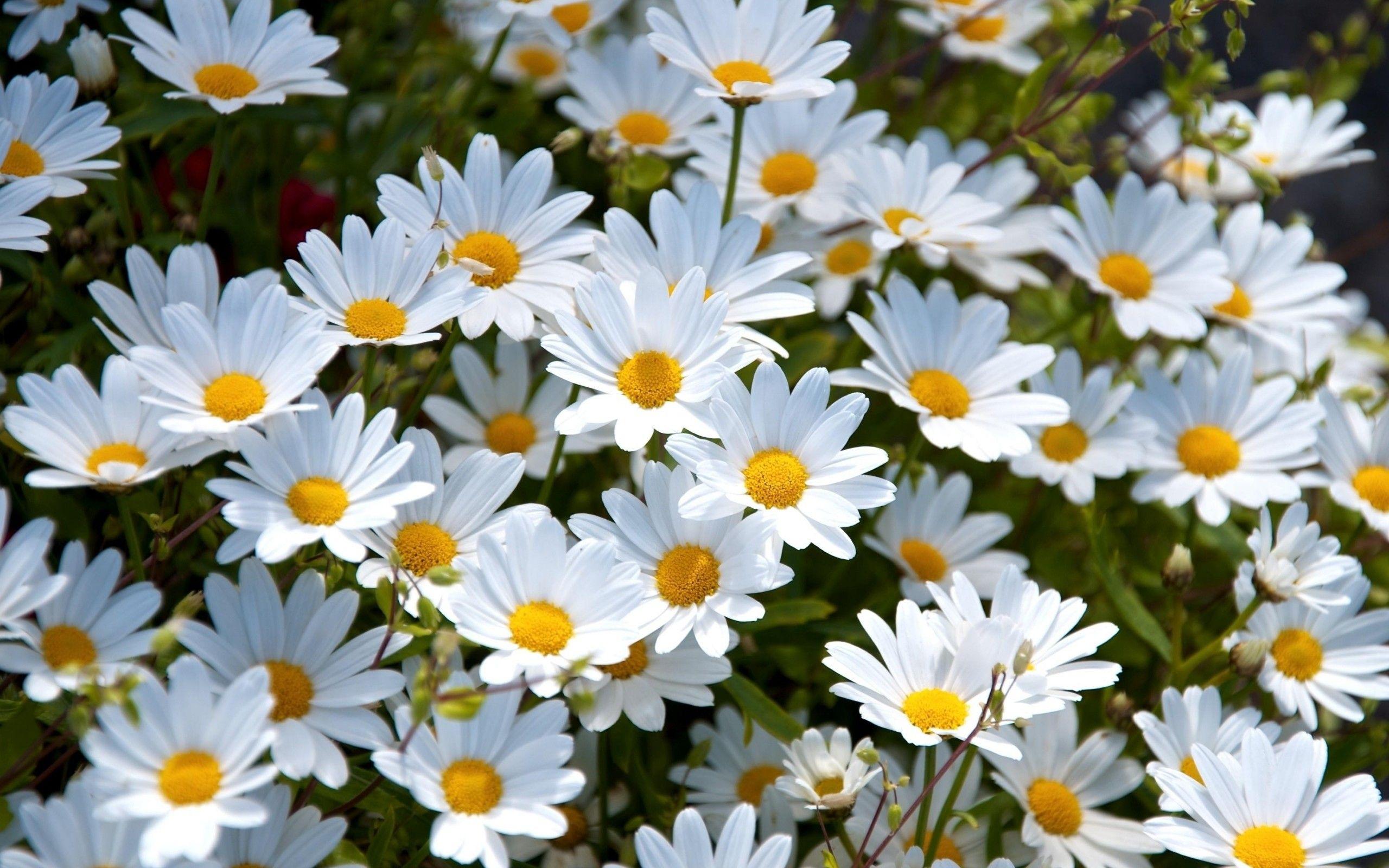 Daisy Laptop Wallpapers Top Free Daisy Laptop Backgrounds Daisy Laptop Wallpapers Top Free Daisy Laptop Backgrounds
