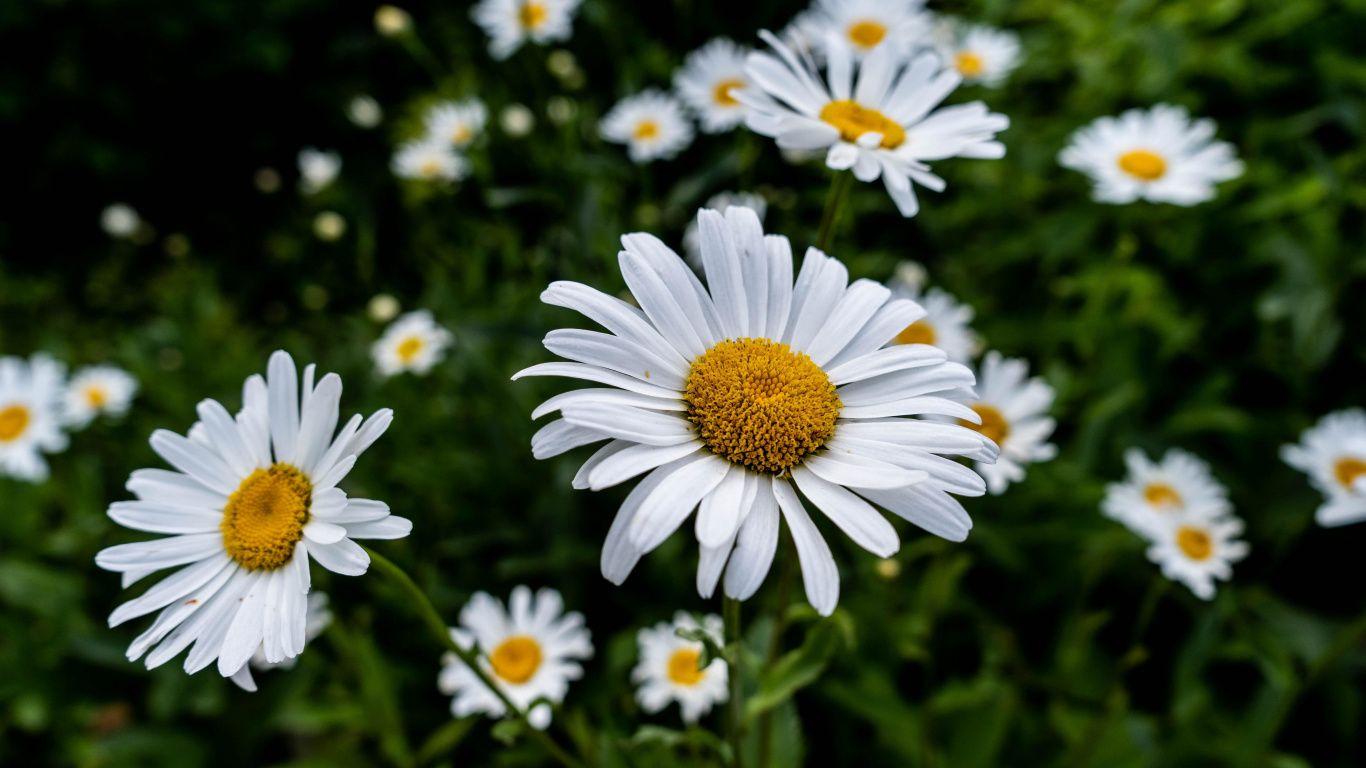 Featured image of post Aesthetic Daisy Wallpaper Hd