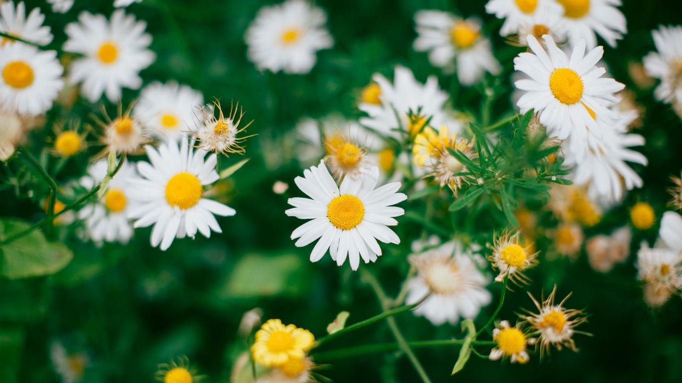 1366x768 Download wallpaper 1366x768 daisies, flowers, field tablet