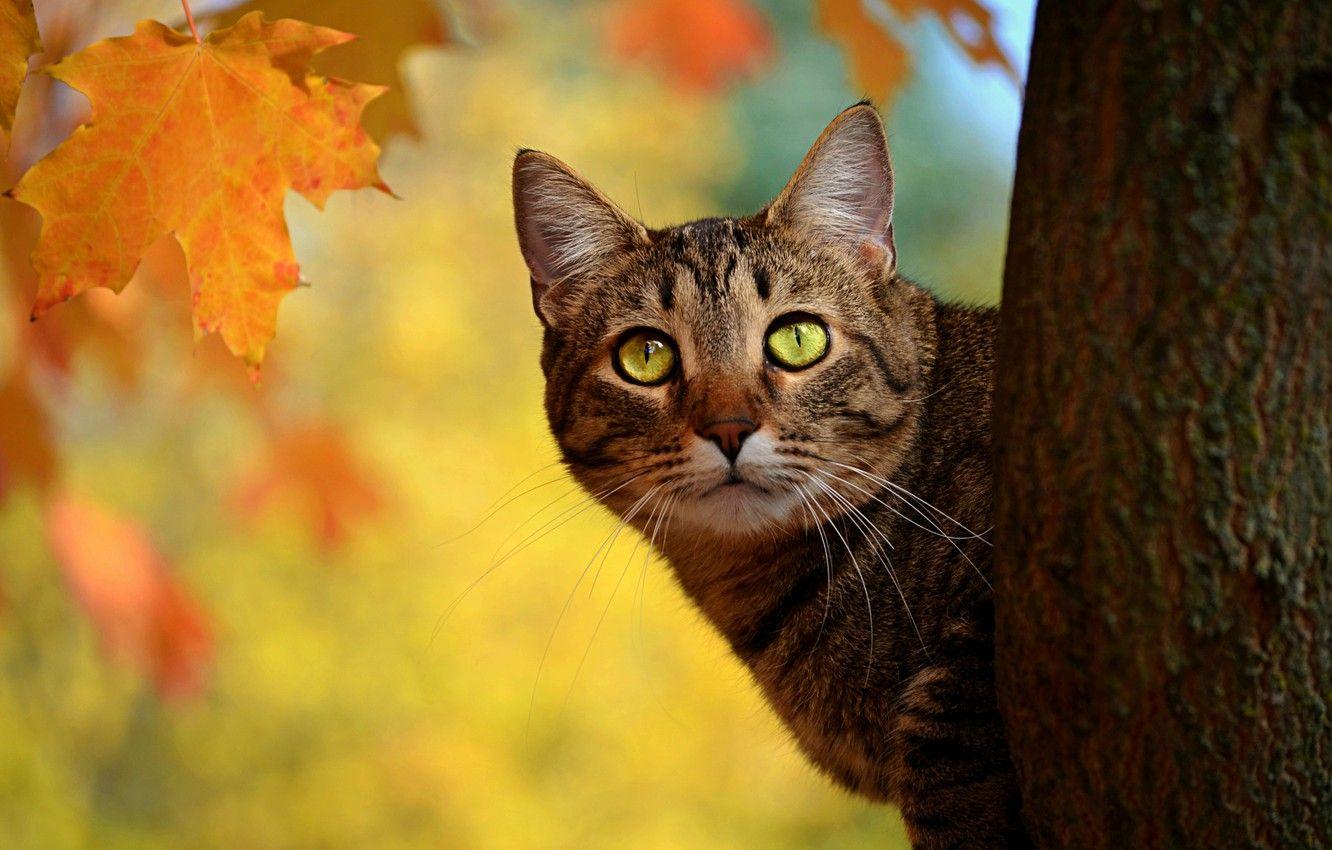 Autumn Cat Wallpapers - Top Free Autumn Cat Backgrounds - WallpaperAccess