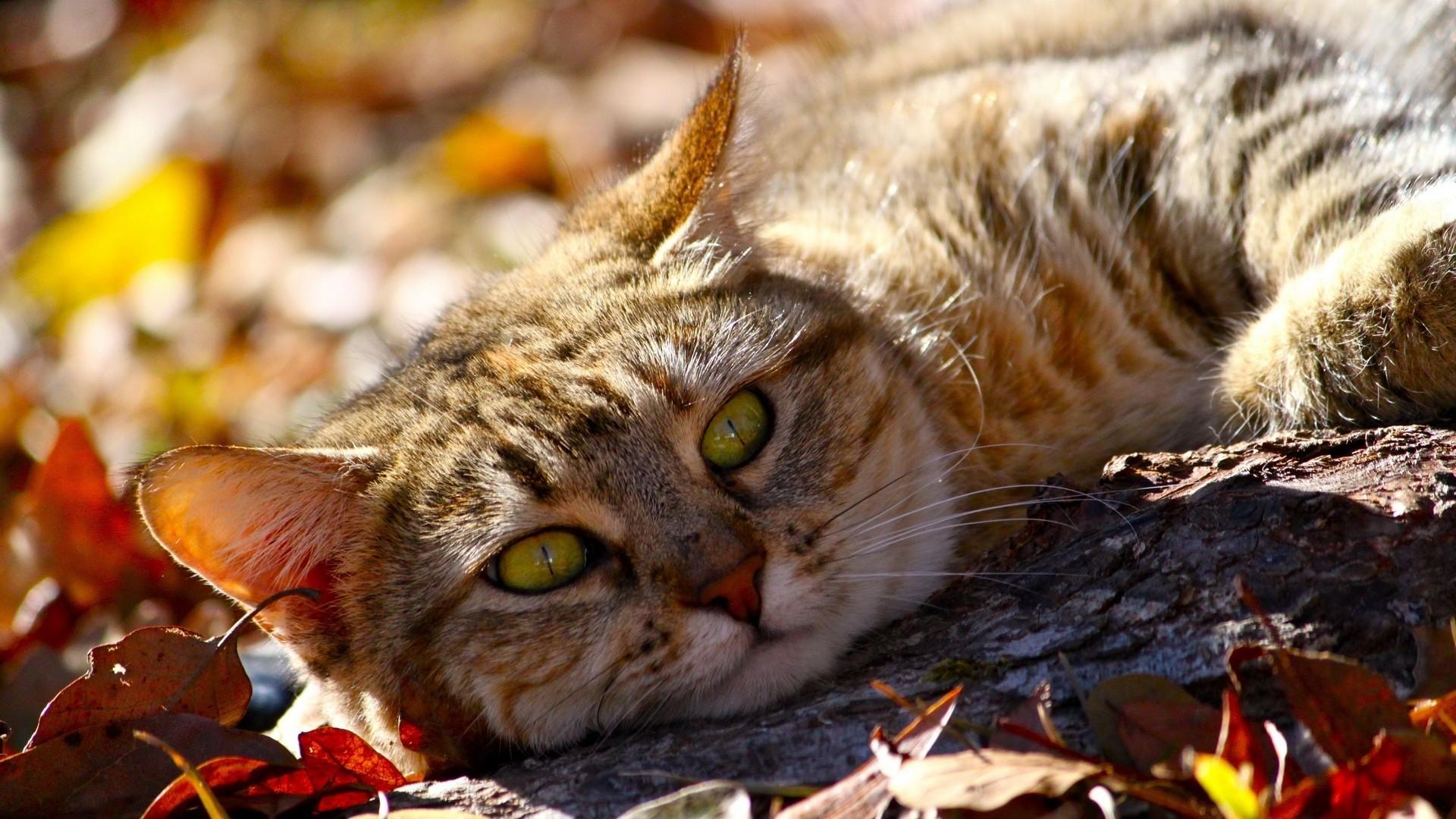 Grab Autumn Wallpaper Cat