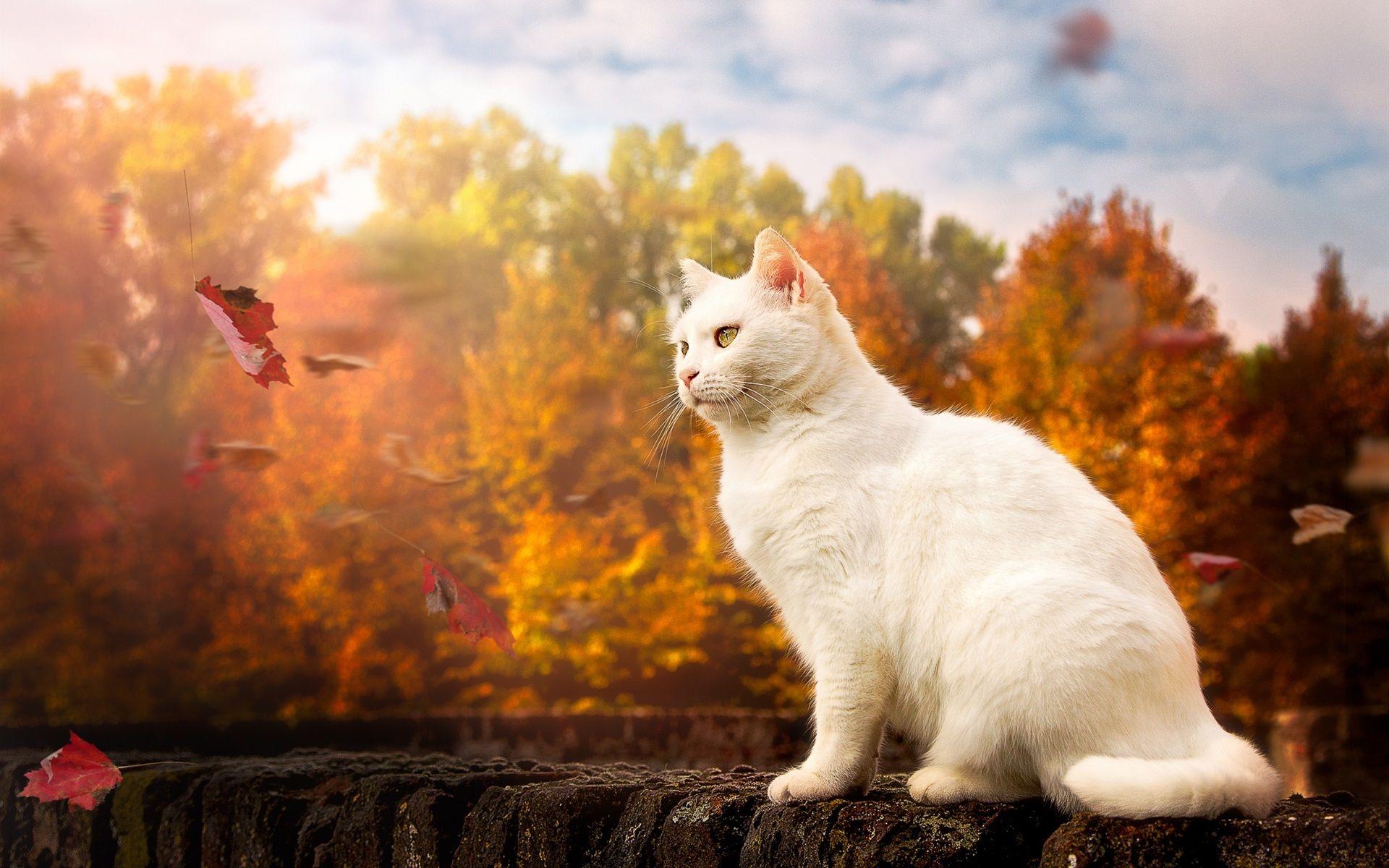 Autumn Cat Wallpapers - Top Free Autumn Cat Backgrounds - WallpaperAccess