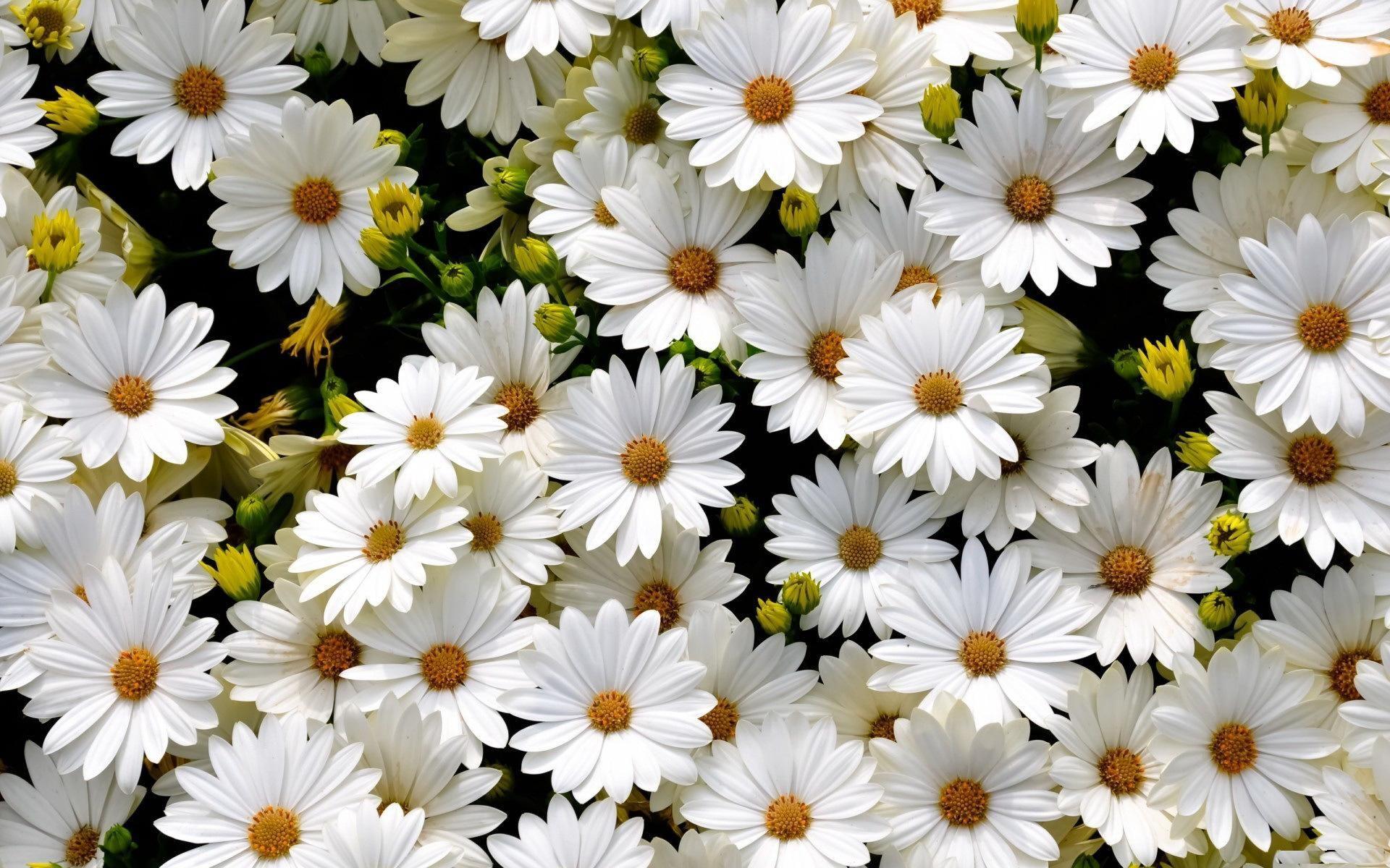 White Flowers Tumblr Background