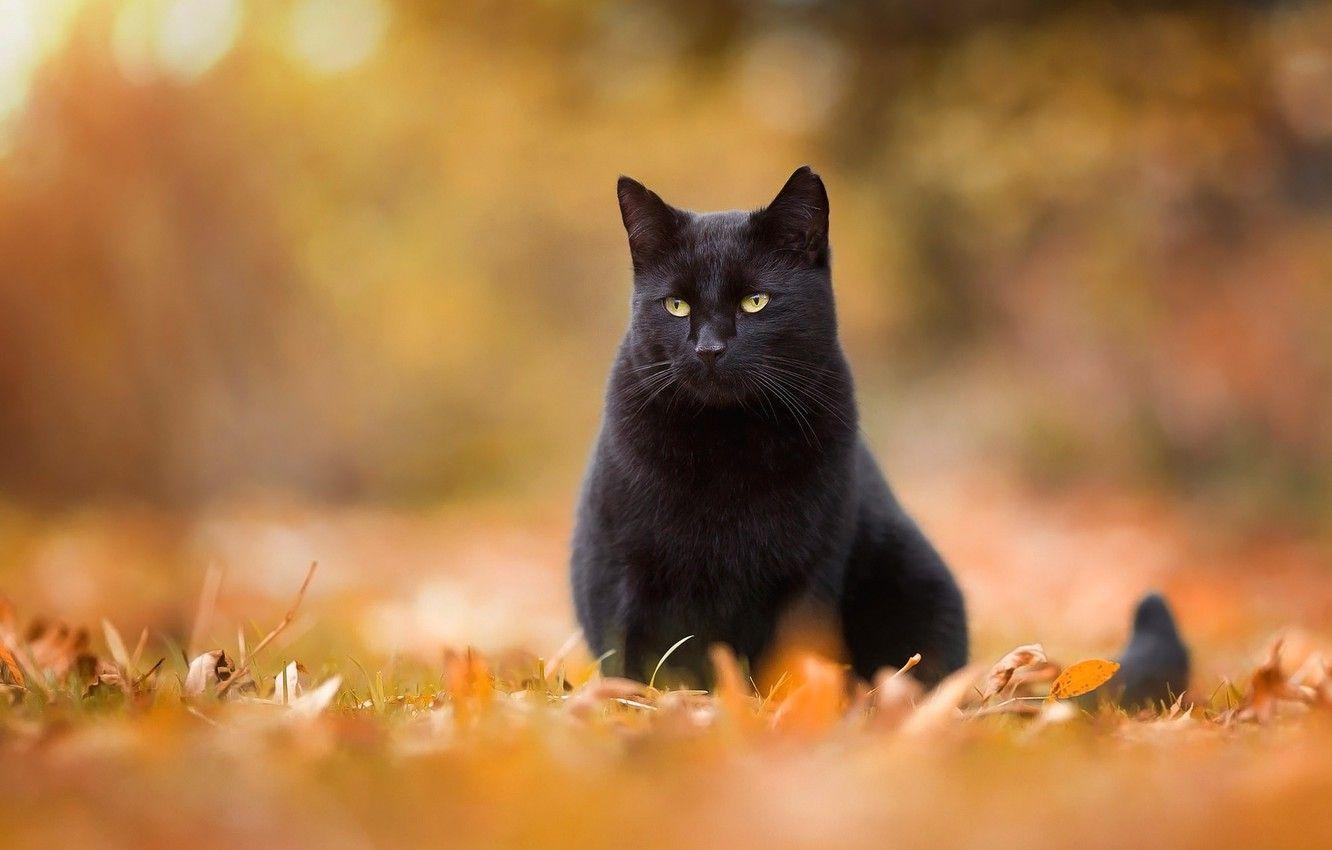 Autumn Cat Wallpapers - Top Free Autumn Cat Backgrounds - WallpaperAccess