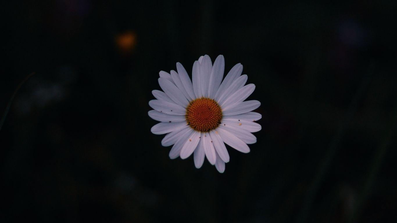 1366x768 Download wallpaper 1366x768 daisy, field flower, dark