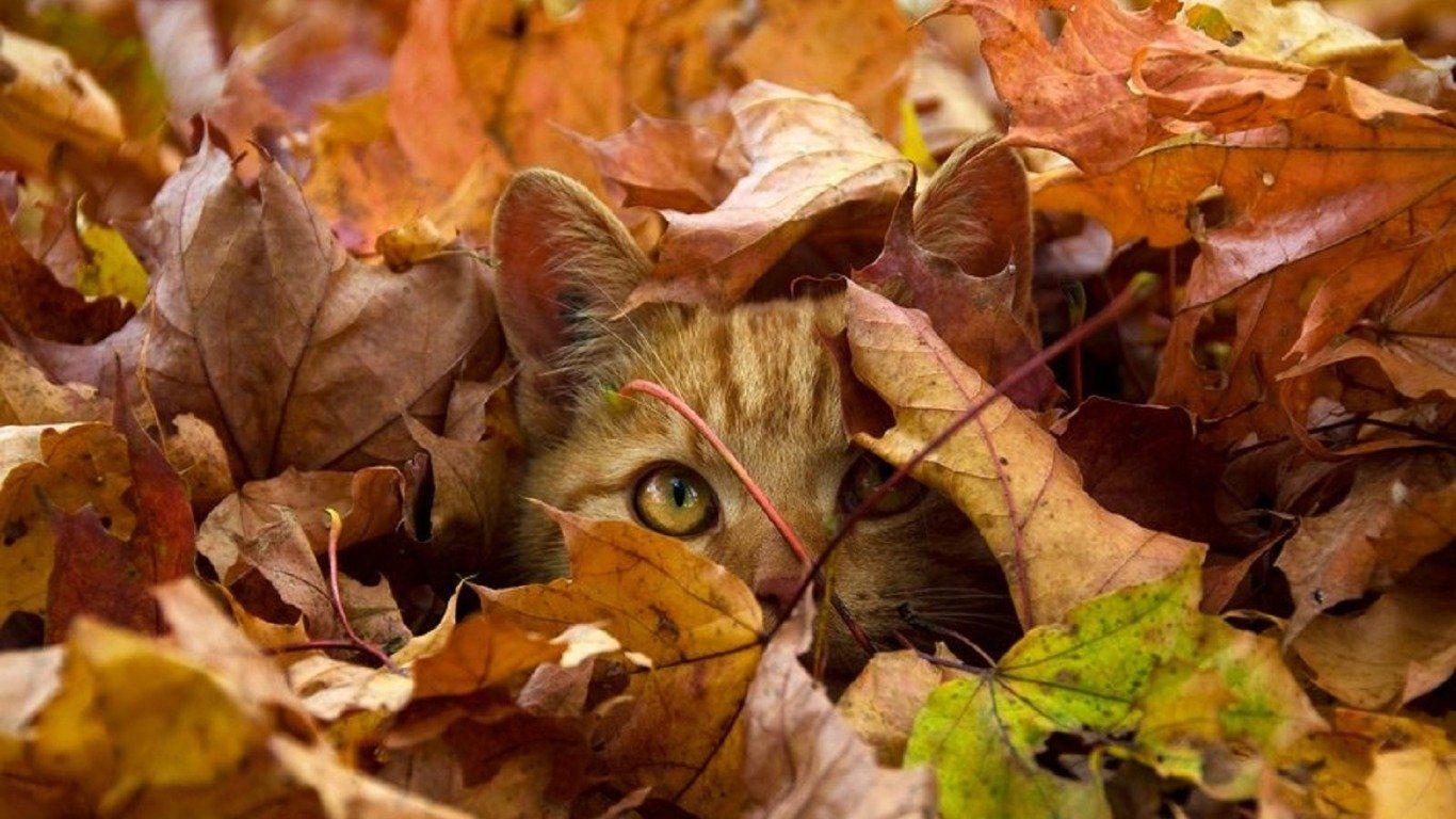 Autumn Cat Wallpapers - Top Free Autumn Cat Backgrounds - WallpaperAccess
