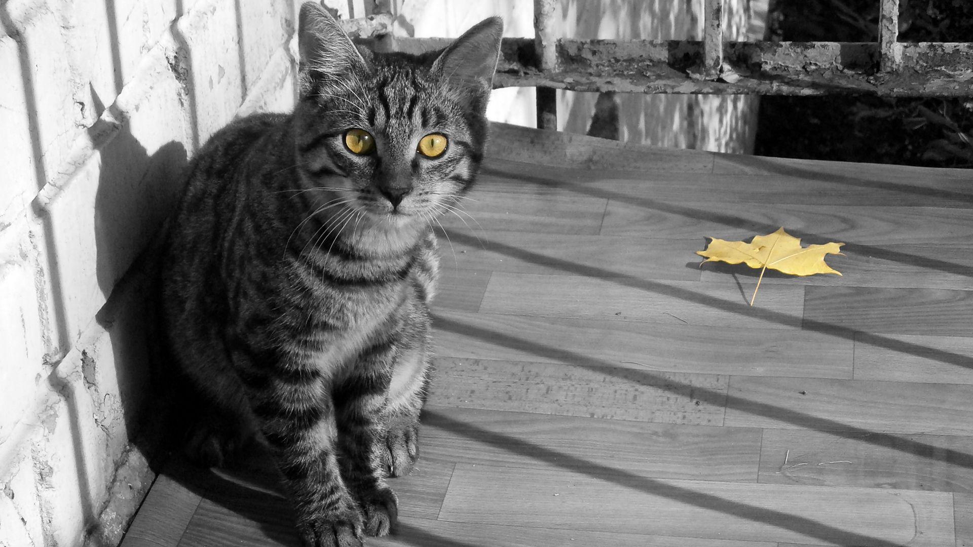 1920x1080 Fauna, Monochrome Photography, Autumn, Cat, Tabby Cat Full
