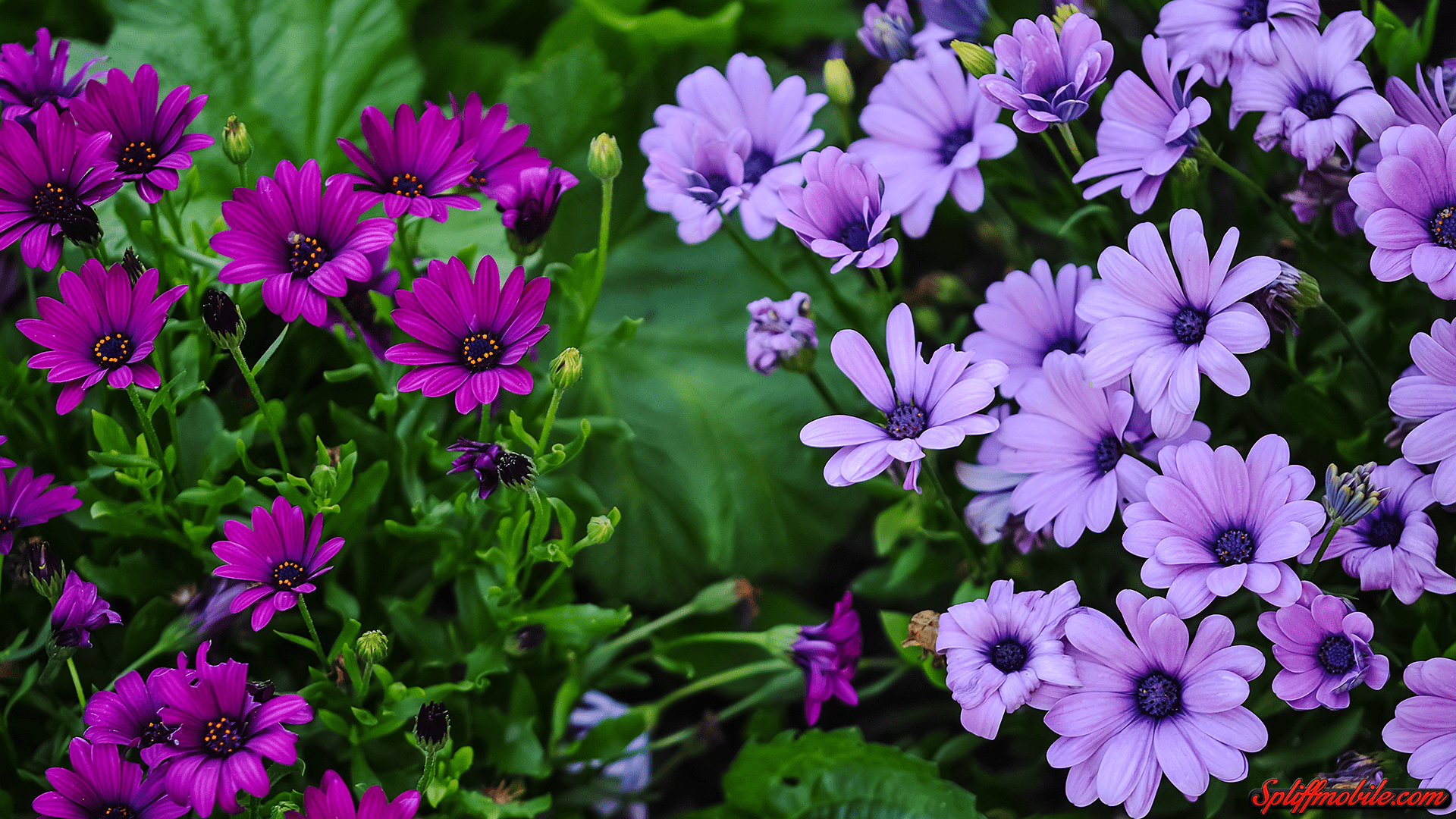 1920x1080 Purple Daisies Wallpaper