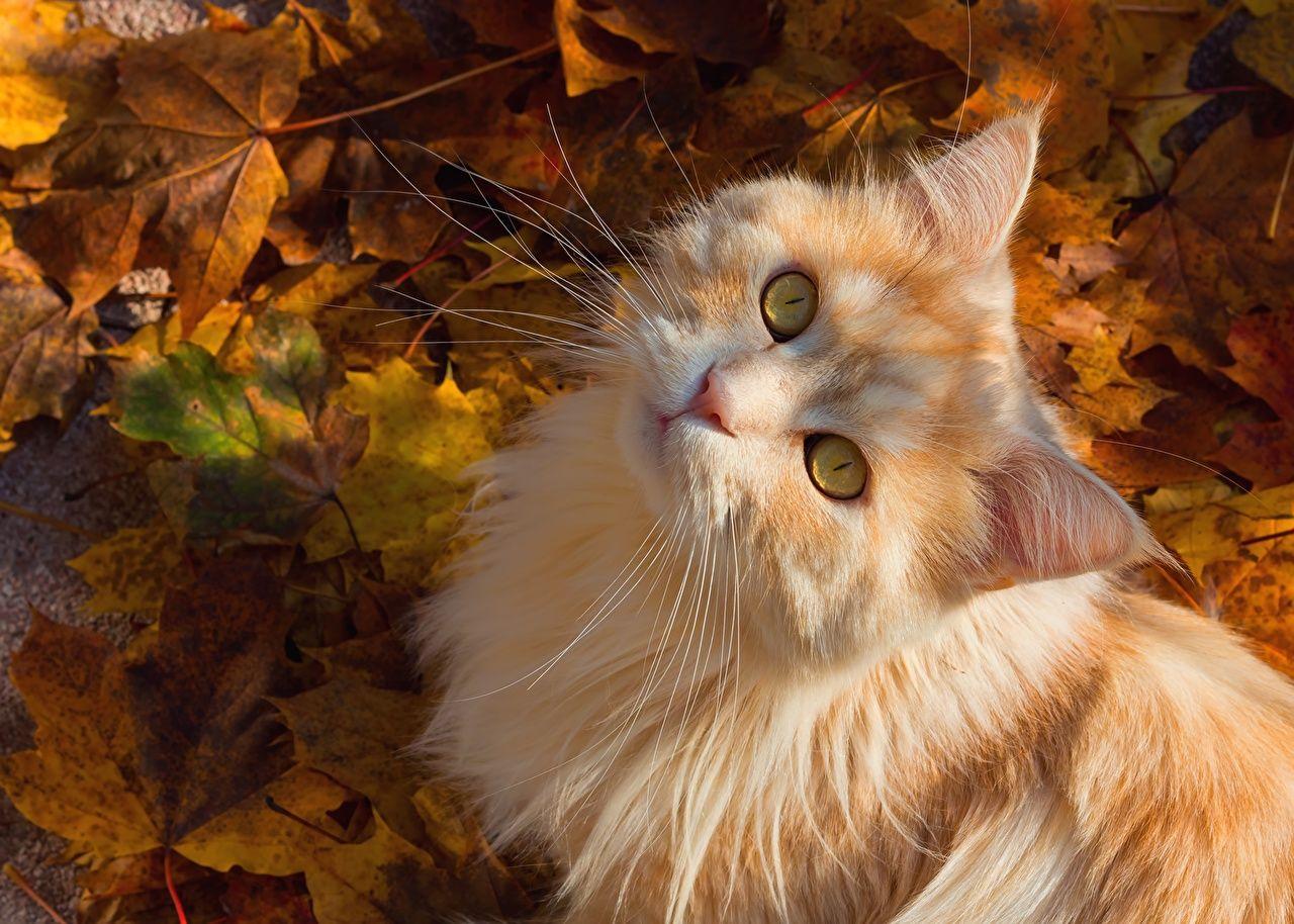 Autumn Cat Wallpapers - Top Free Autumn Cat Backgrounds - WallpaperAccess