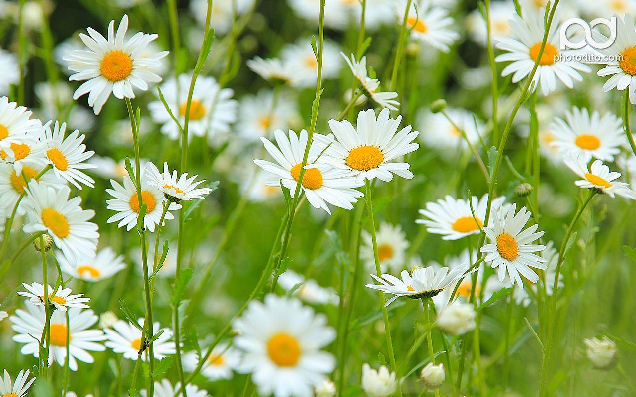 1280x800 Daisy Flower Wallpaper HD Picture