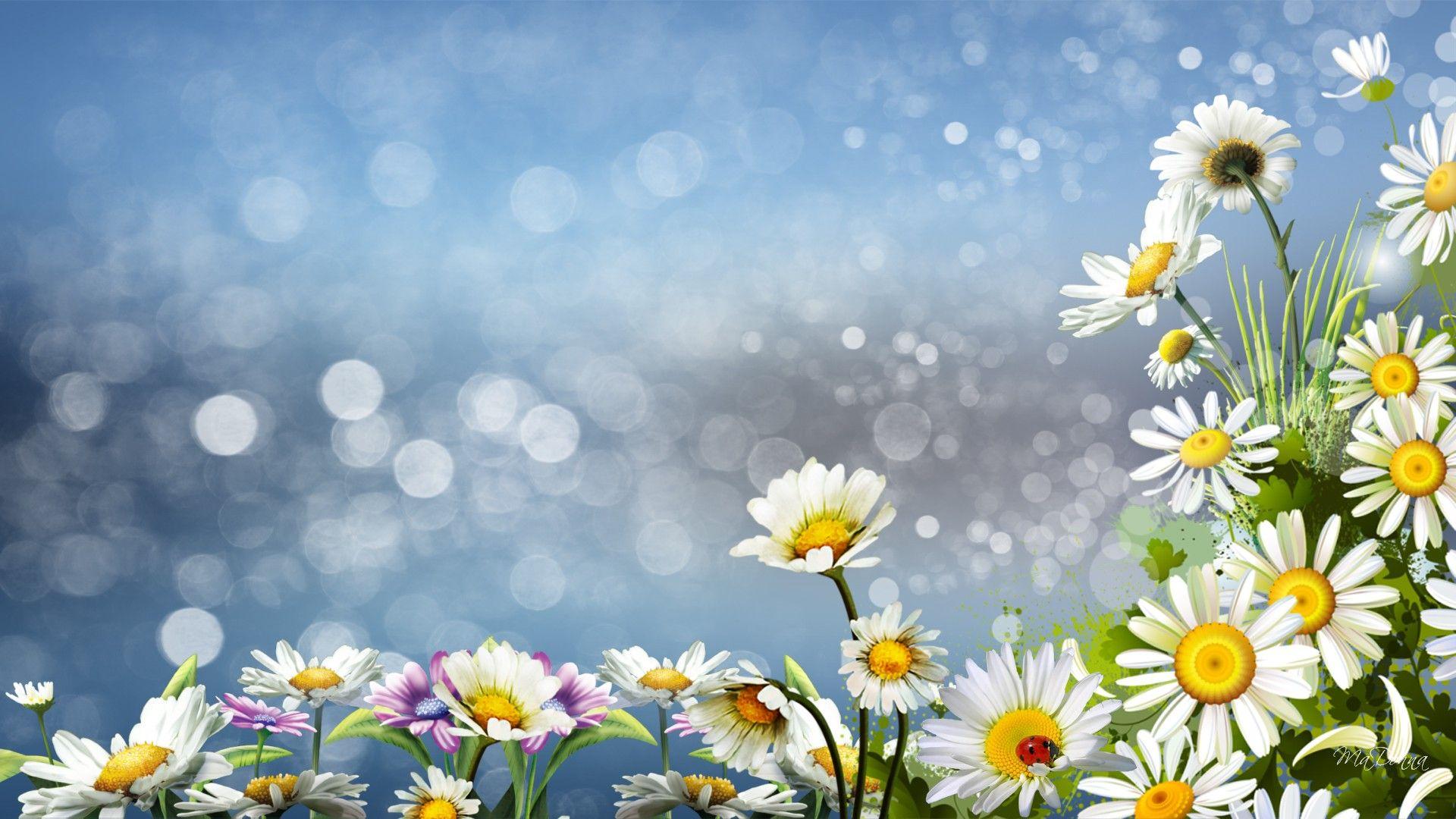 1920x1080 Daisy Wallpaper HD