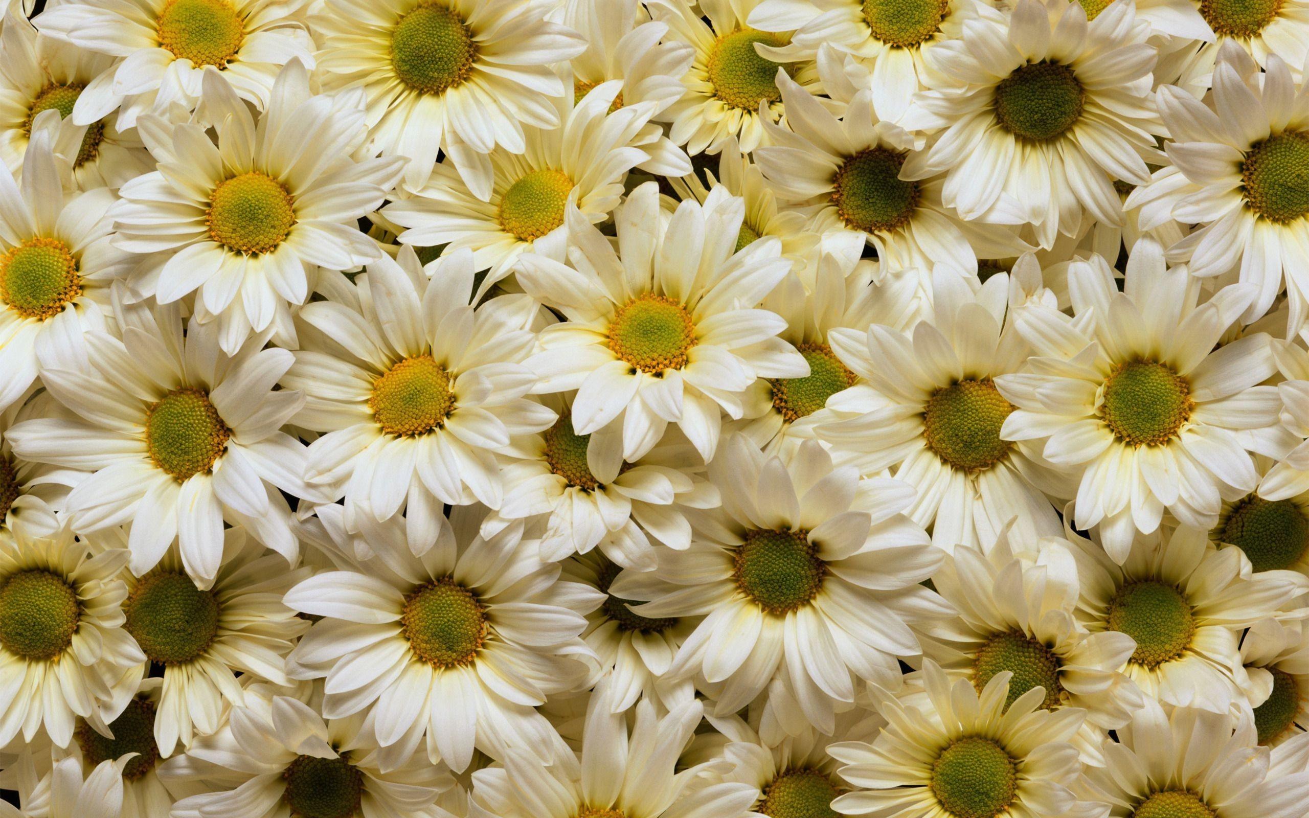 Daisy Laptop Wallpapers - Top Free Daisy Laptop Backgrounds