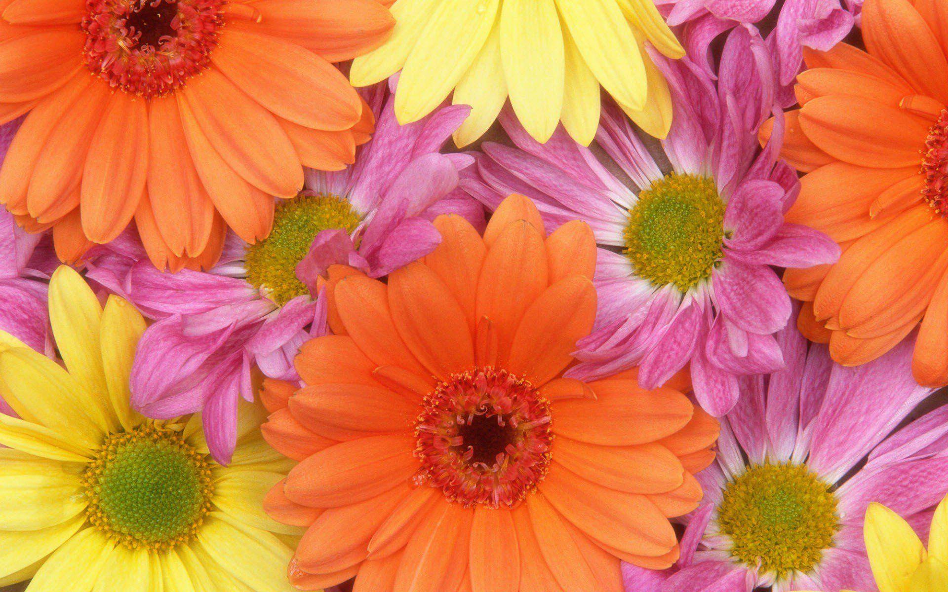 1920x1200 Colorful Daisies Laptop Full HD 1080P HD 4k