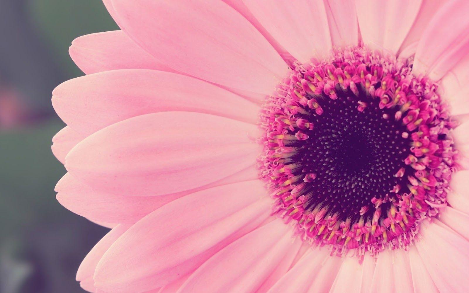 1600x1000 Gerbera Daisy Wallpaper