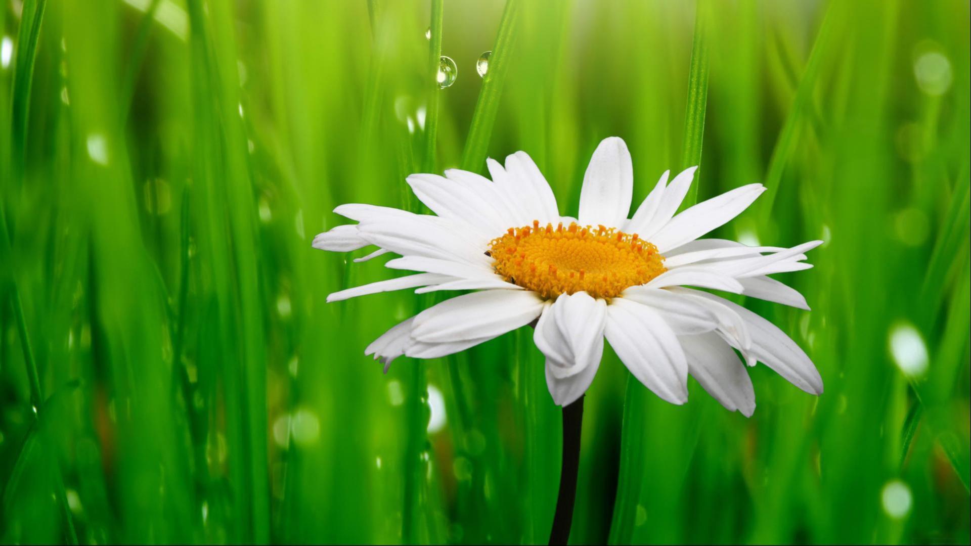 1920x1080 Best HD Wallpaper for Lapp with White Daisy Flower