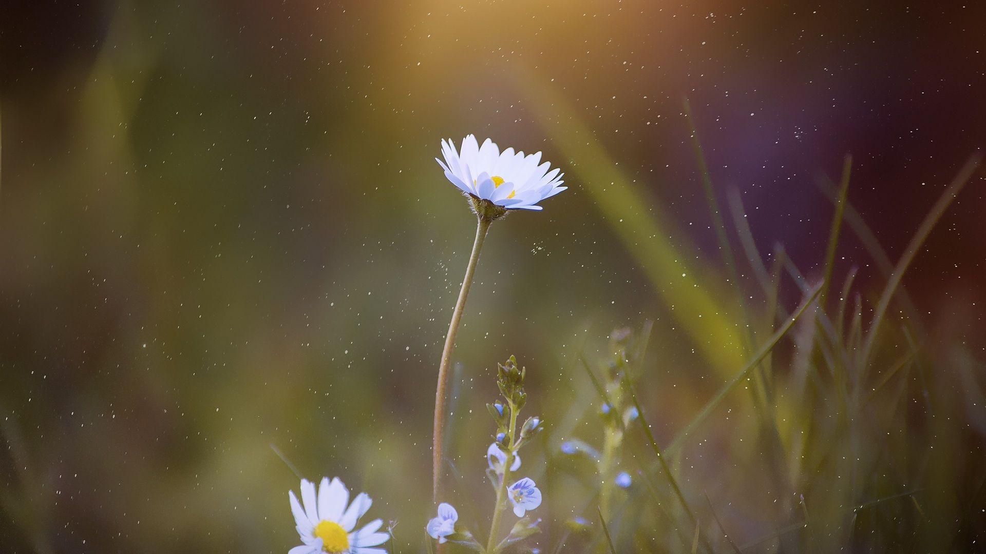 1920x1080 Daisy Blossom Flower Laptop Full HD 1080P HD 4k