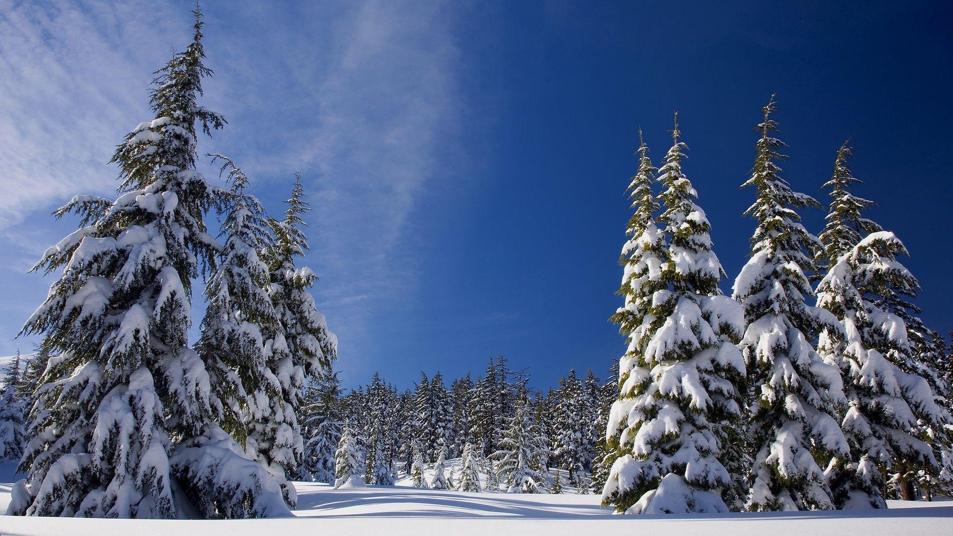 Máy tính xách tay 1920x1080 Winter Snow Pine Trees Full HD 1080P HD 4k