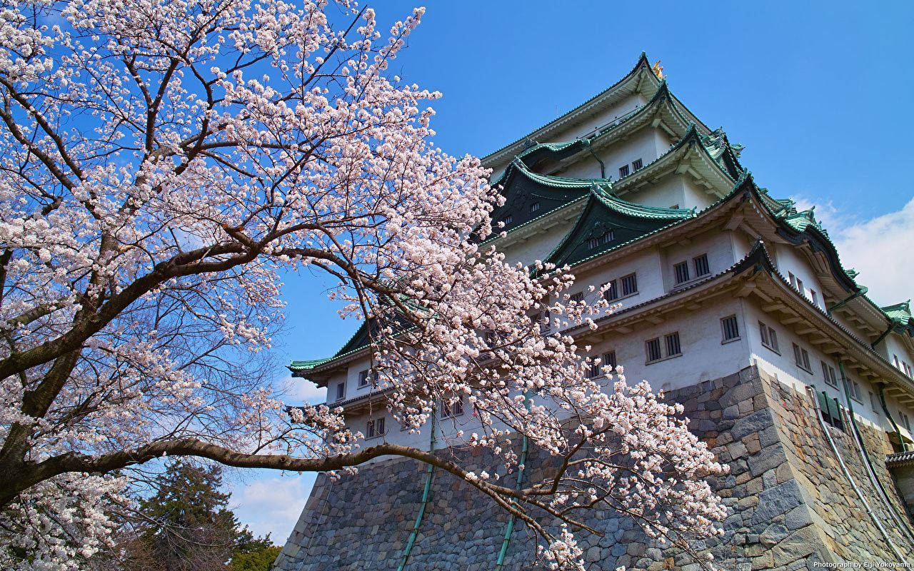 1280x800 Cherry Blossom Wallpaper