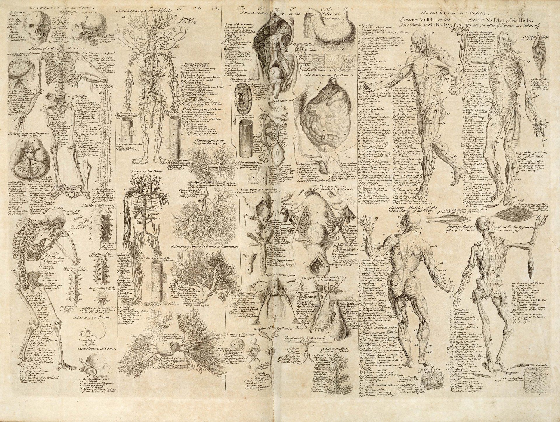 1920x1446 Artistic Anatomy: A 4K Ultra HD Exploration