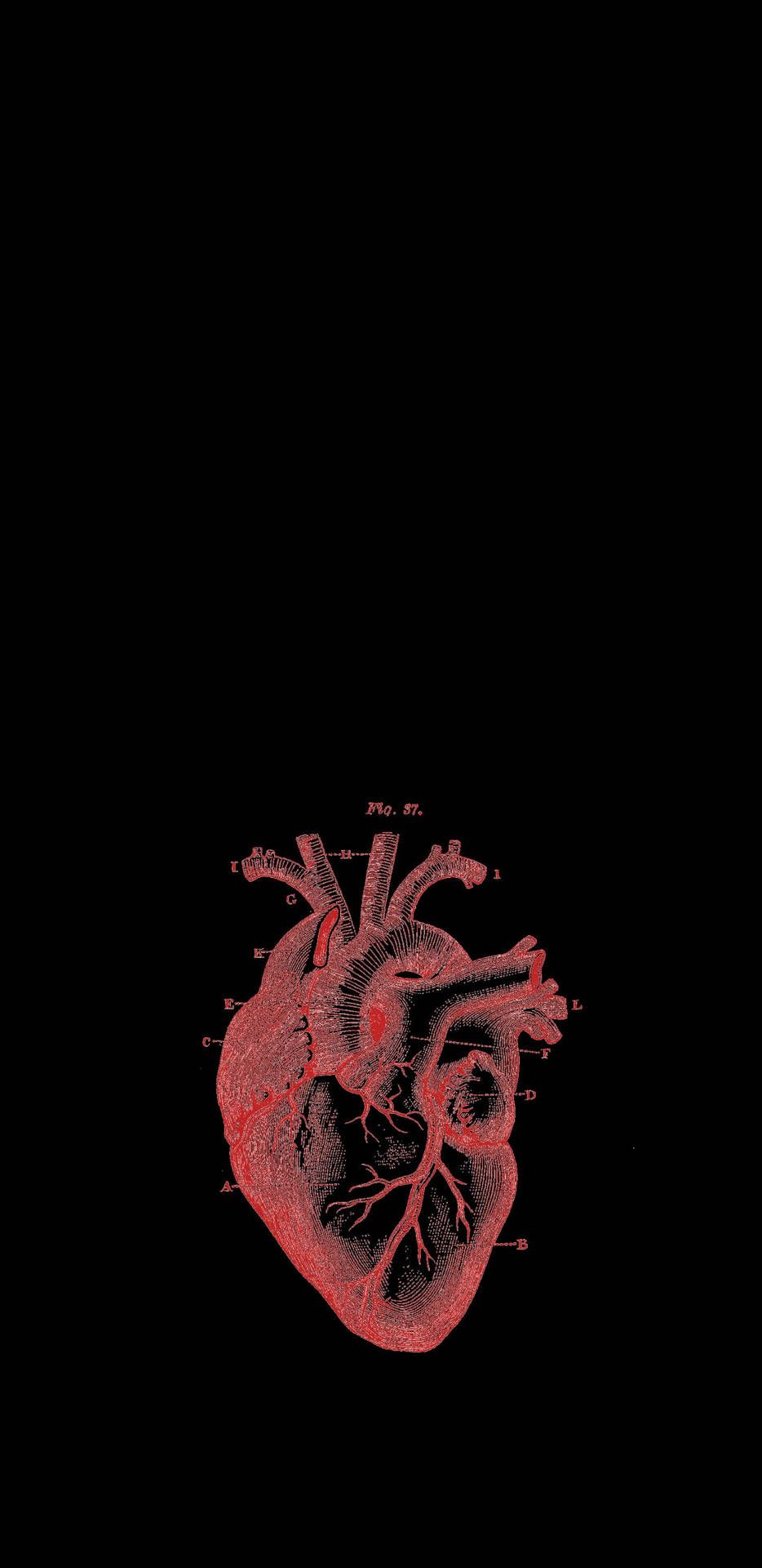 934x1920 Black Heart Aesthetic Anatomy Wallpaper
