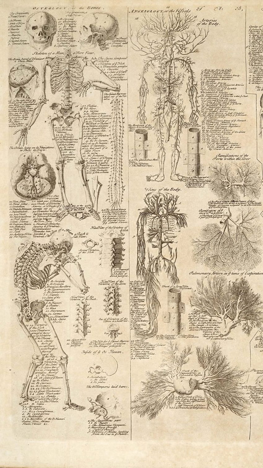 850x1511 Human anatomy art HD wallpaper