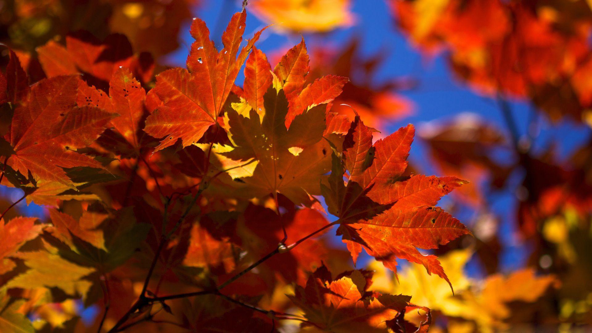 1920x1080 Fallen Autumn Leave On The Ground wallpaper