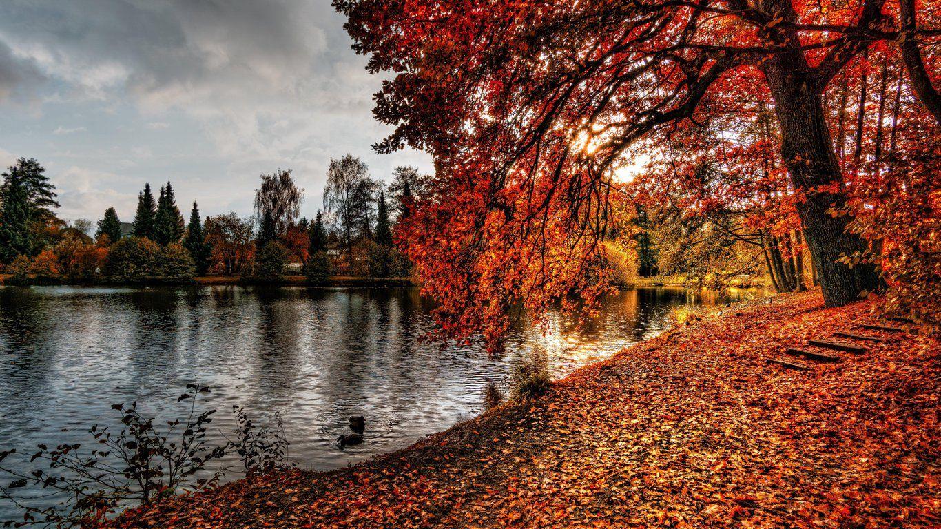 1366x768 Download Hello Autumn Leaves Fall Seasons for Laptop