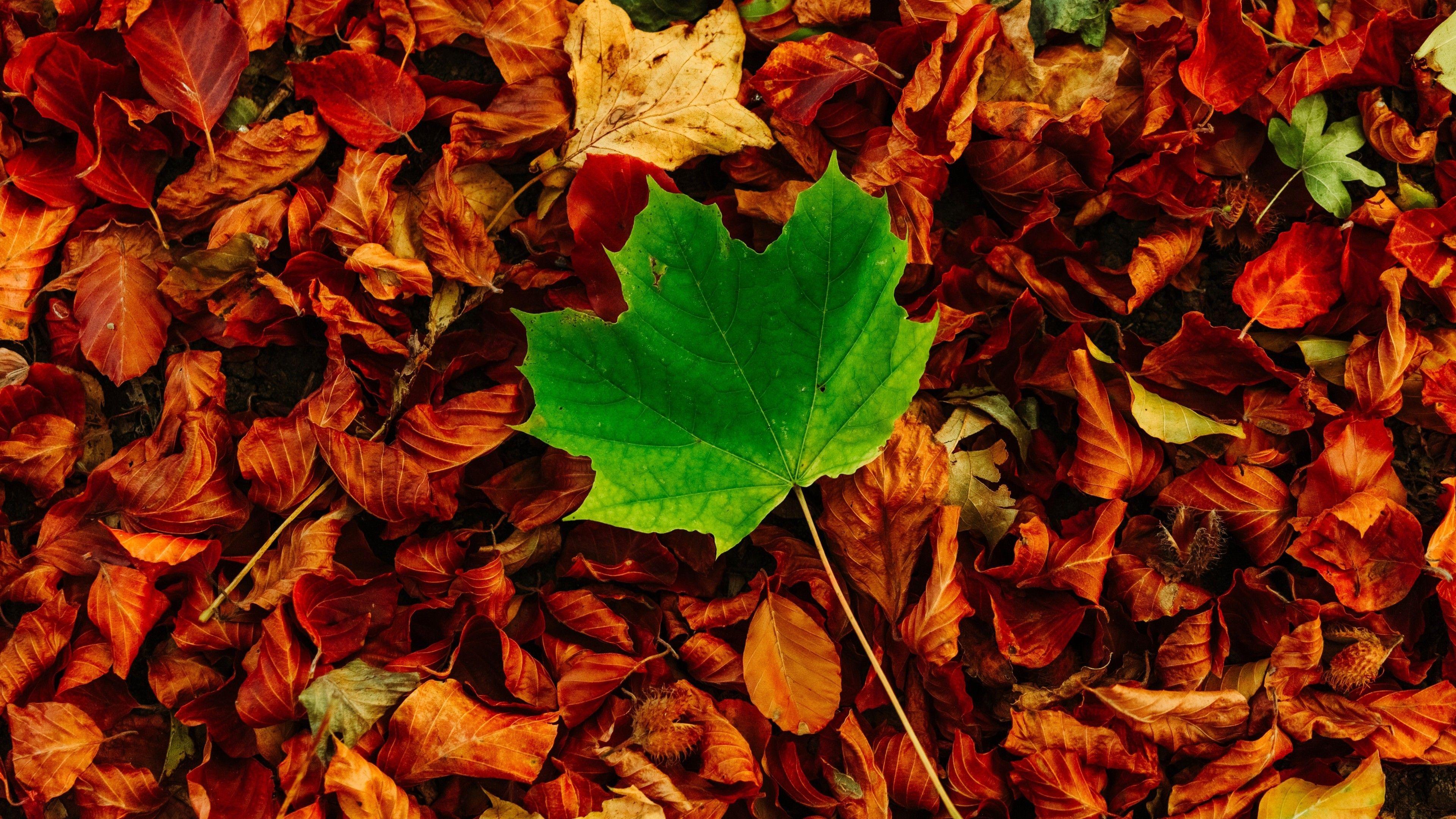 3840x2160 Download 3840x2160 Leaf, Autumn, Fall Wallpaper for UHD TV