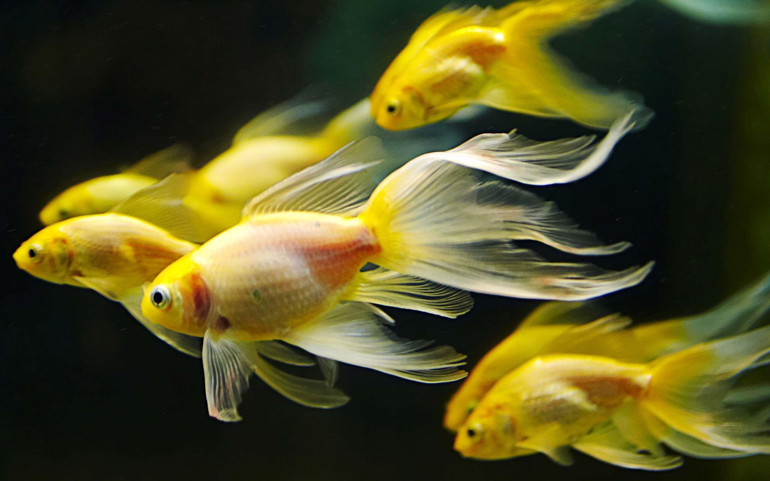 2560x1600 HD Wallpaper For Laptops Gold Fish