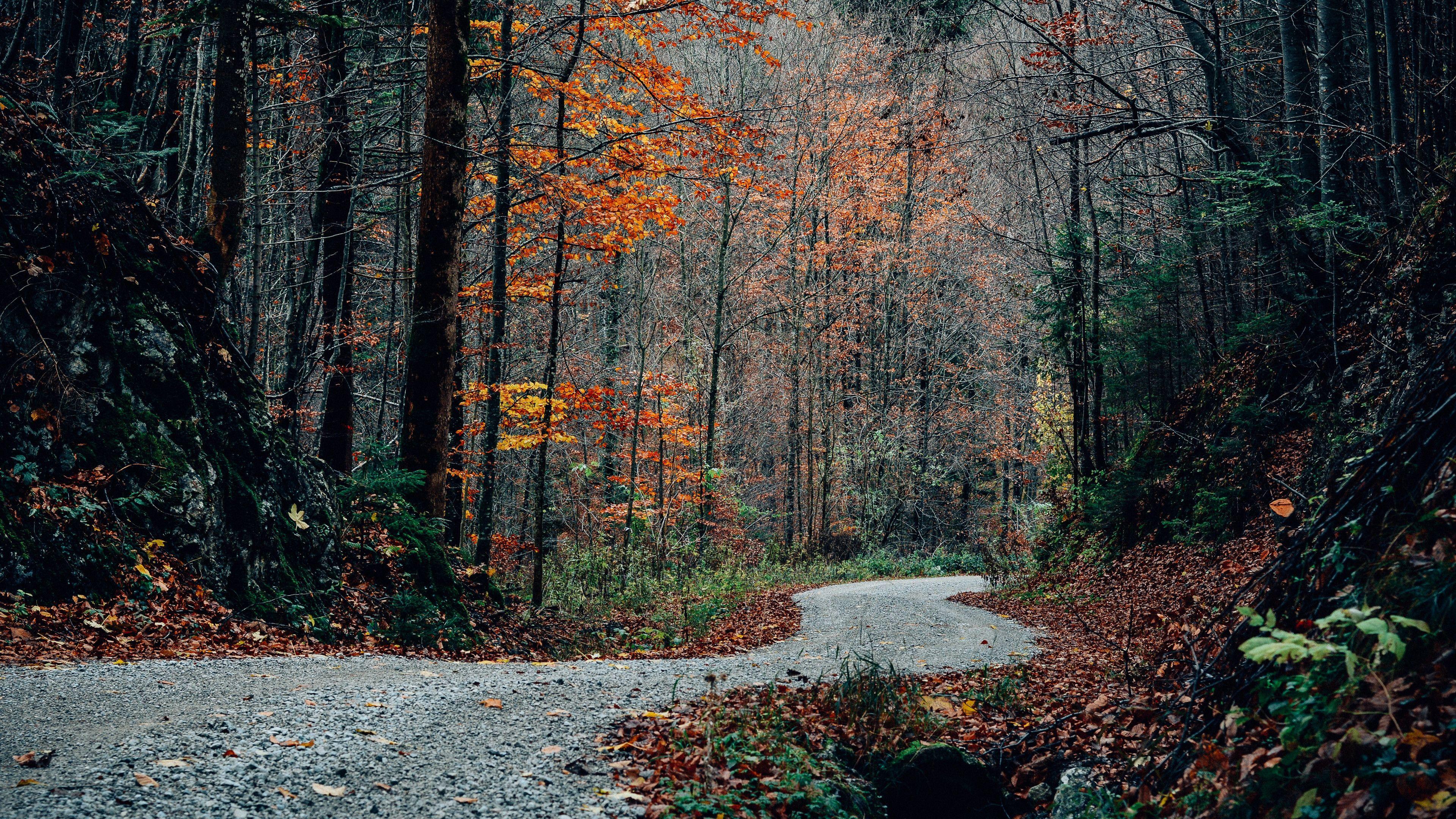 3840x2160 road turn trees autumn 3840x2160 (4K) 4K