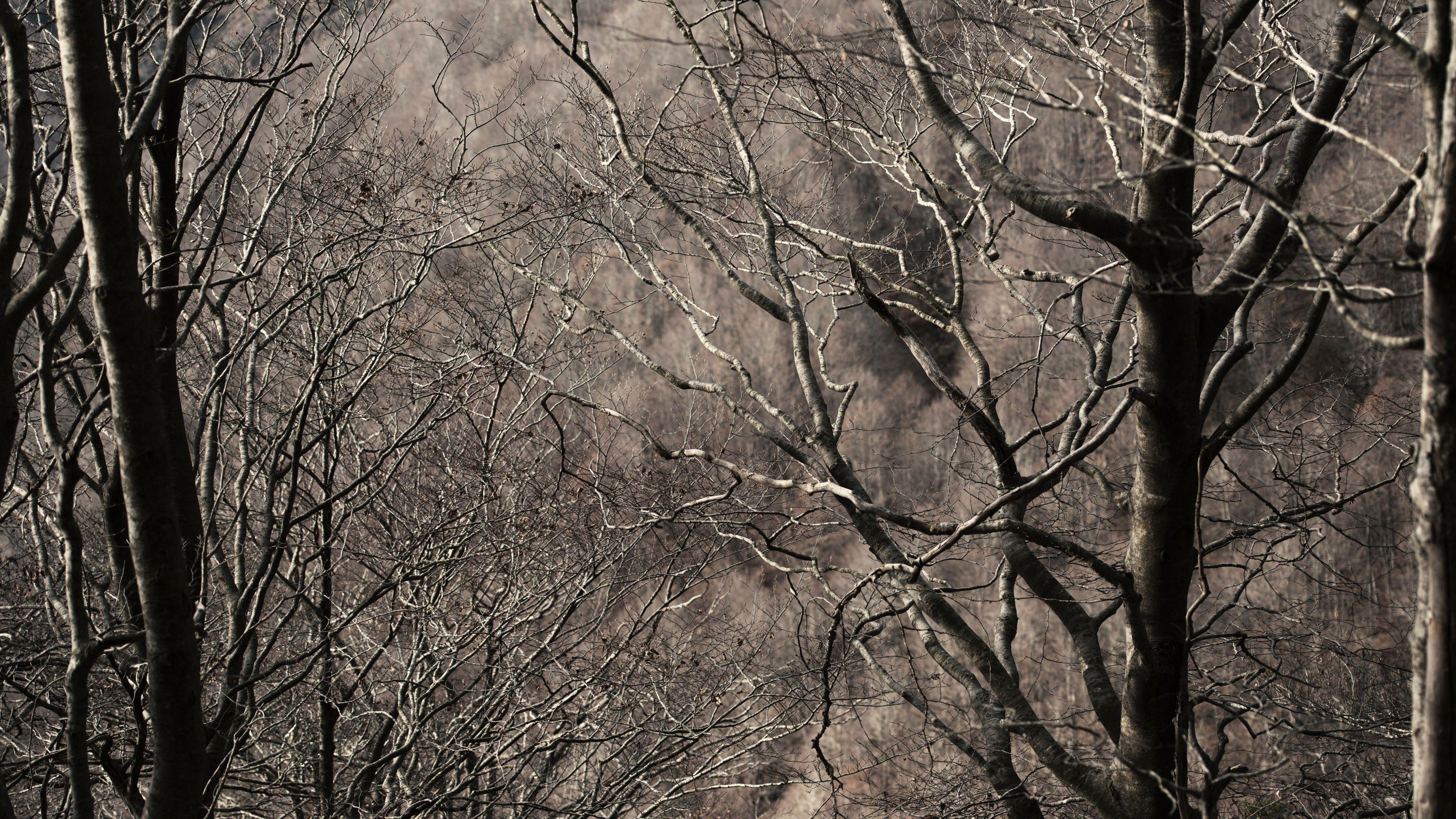 3840x2160 Download 3840x2160 Autumn, Trees, Branches, Forest, Fall