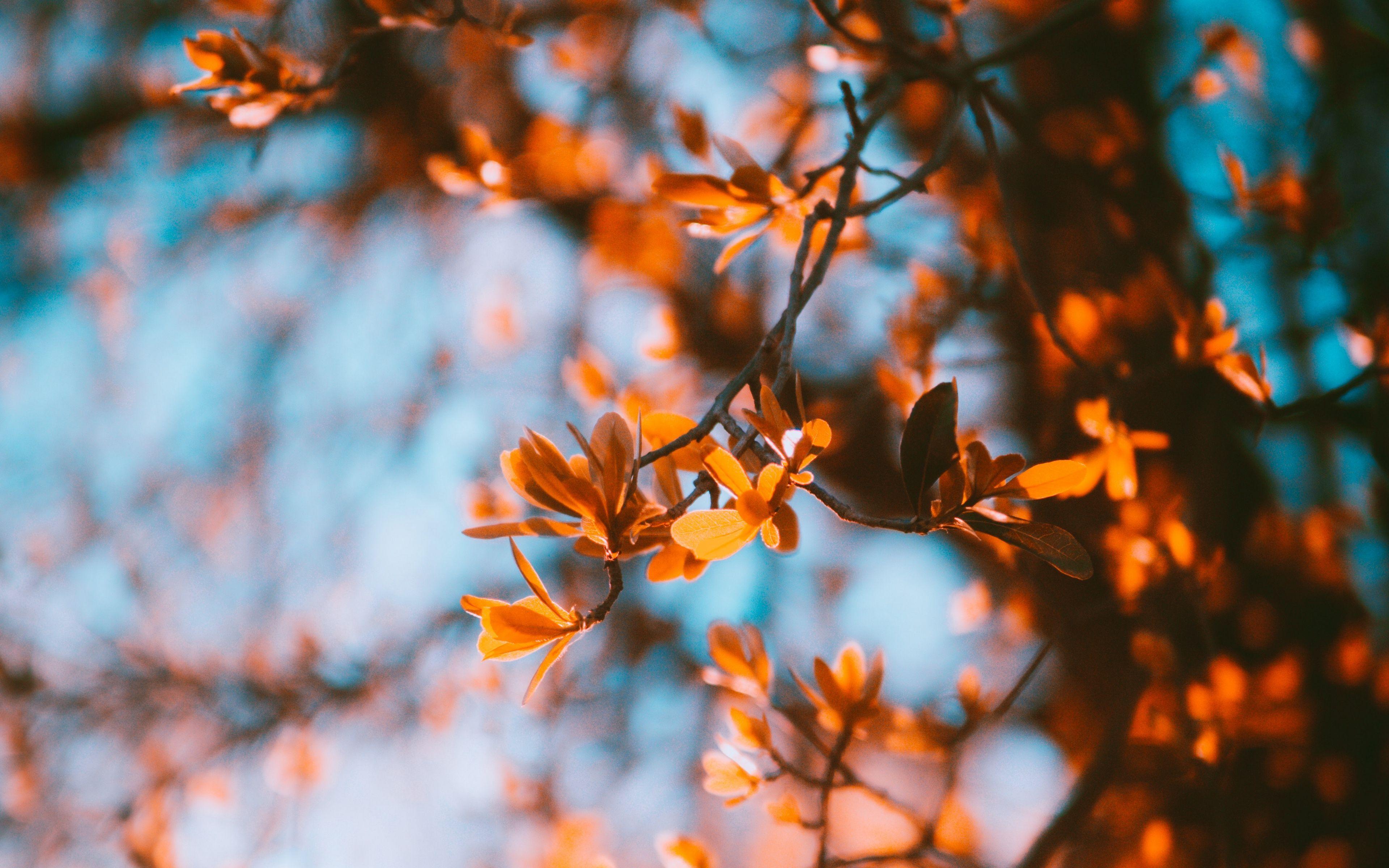 3840x2400 Download wallpaper 3840x2400 branches, blur, autumn, leaves