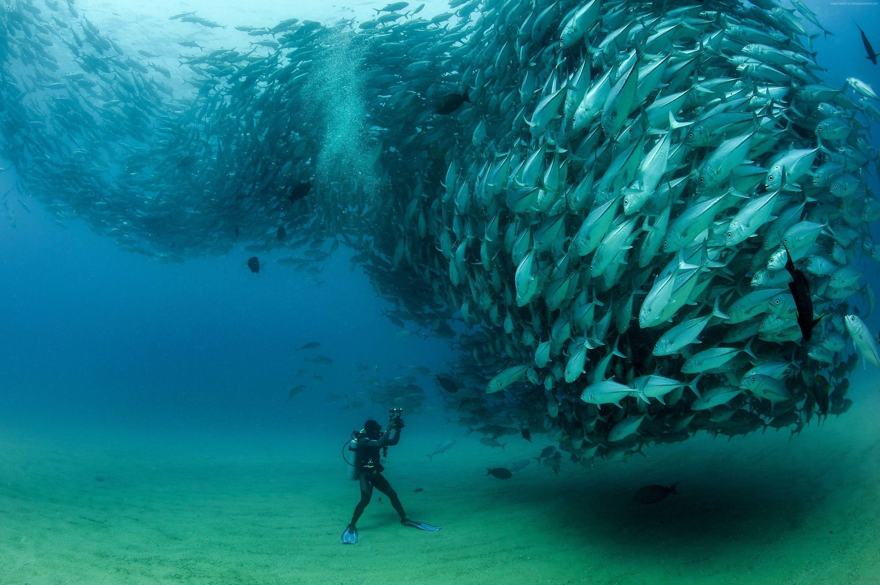 2880x1916 #fish, #nature, #photography, #Tuna fish, #sea