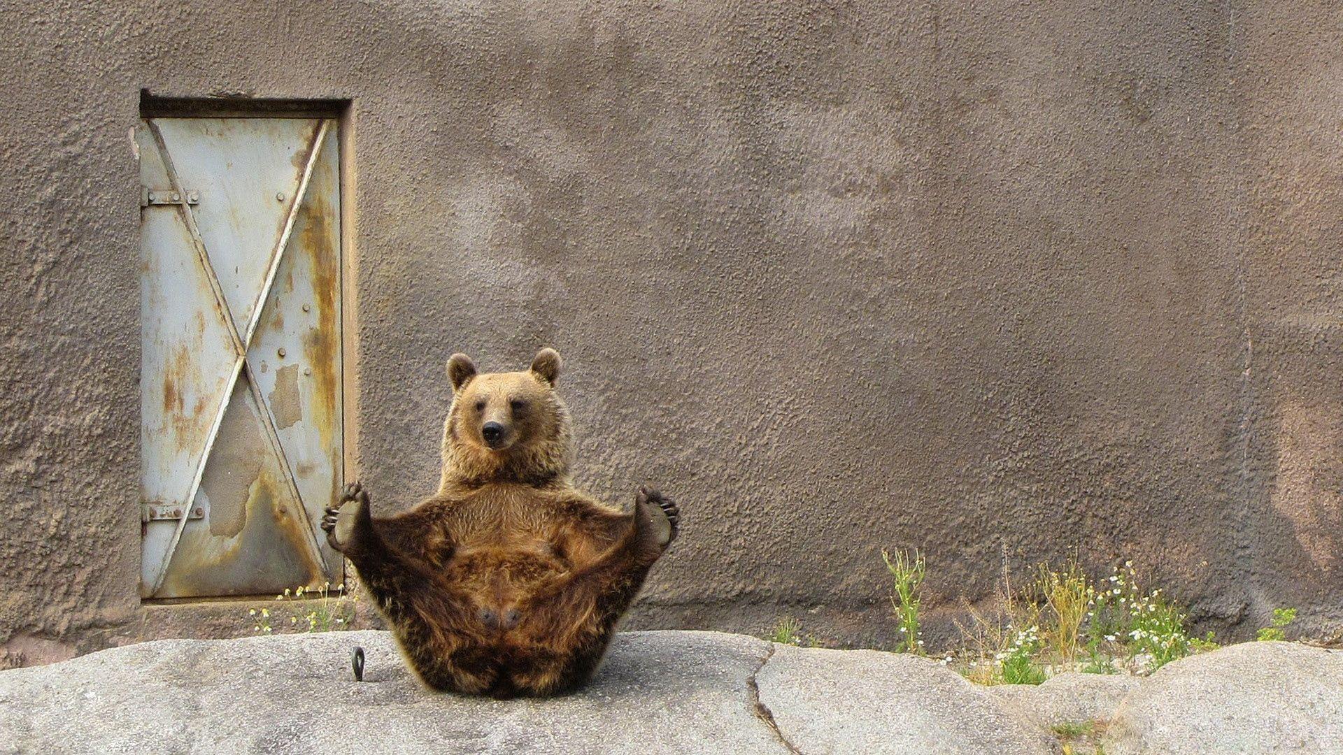 1920x1080 Download 1920x1080 HD Wallpaper bear zoo yoga exercise