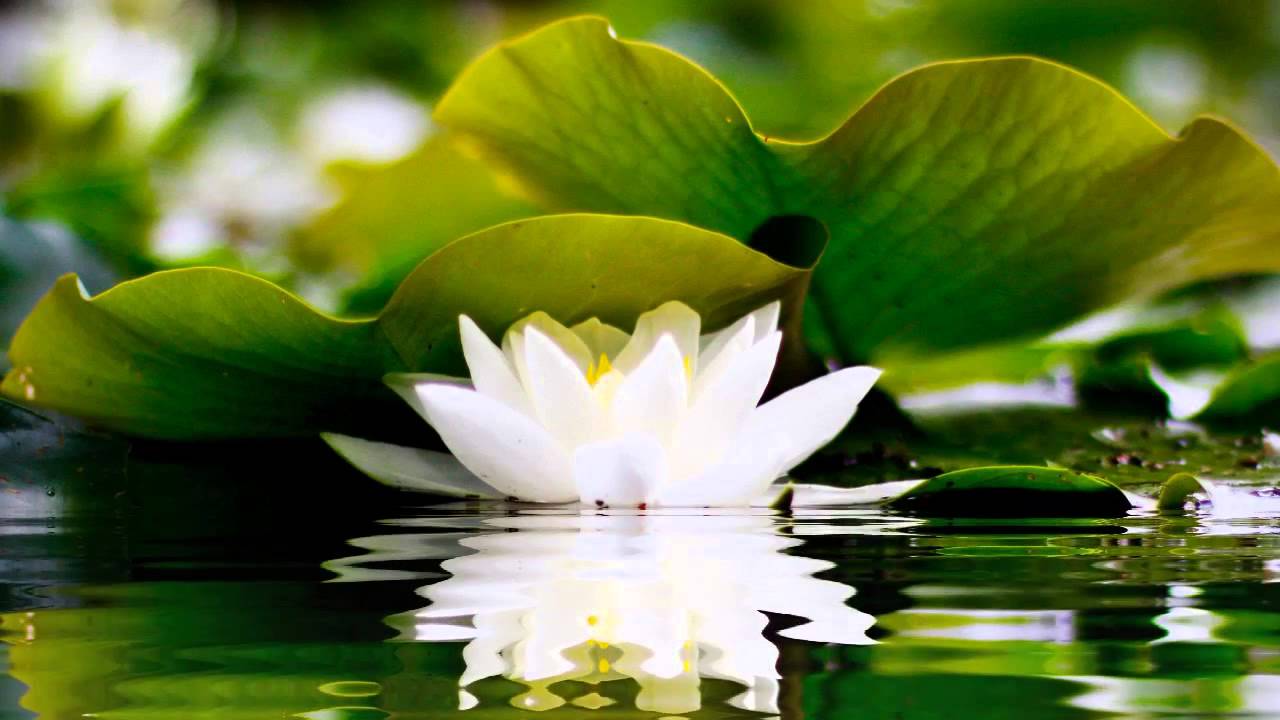 1280x720 HOURS of BEST Buddha Meditation Song ♥ Buddhism Music, Buddhist Songs, Zen Music, Yoga Music